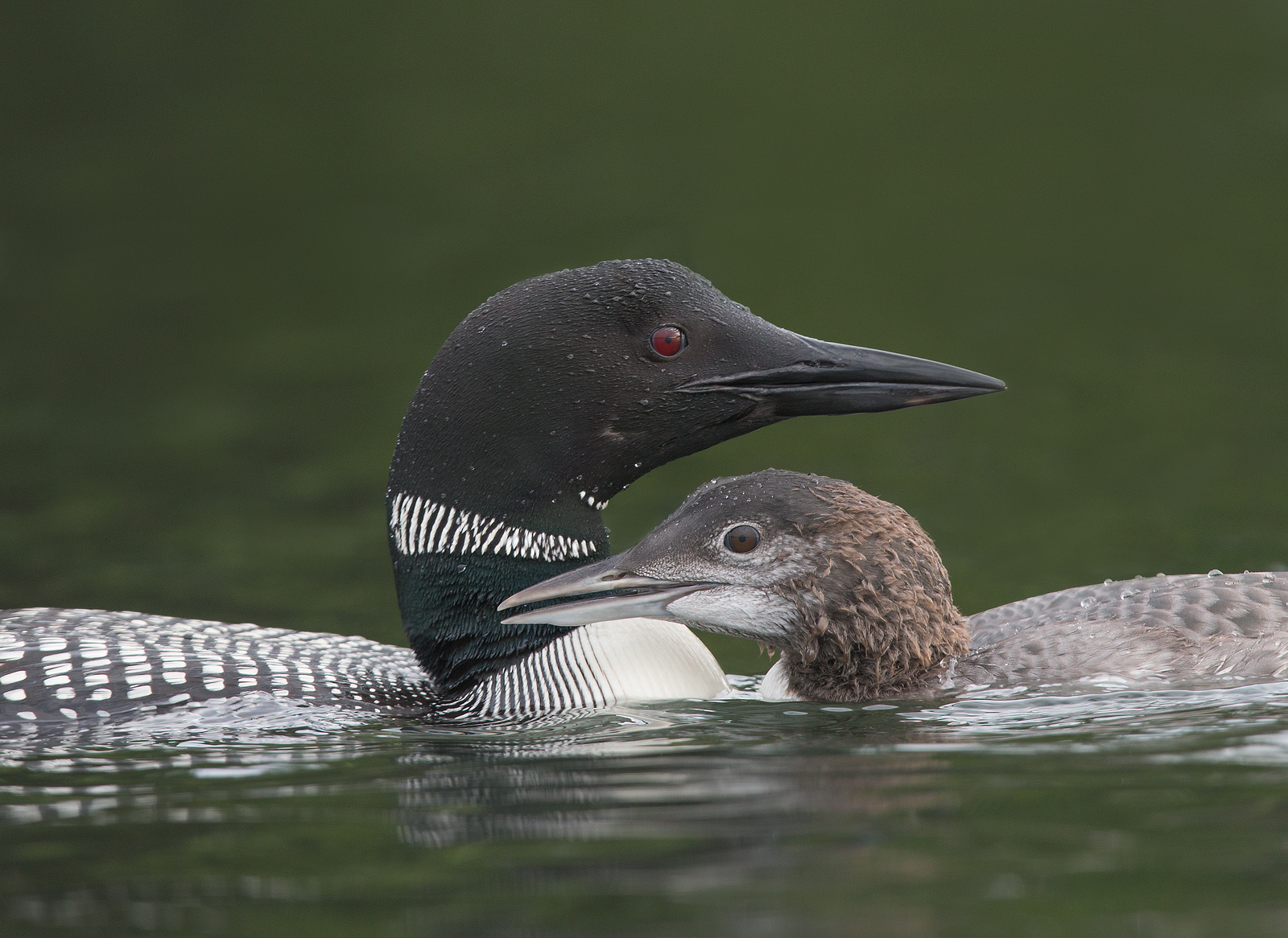 Loon e Chick legame comune