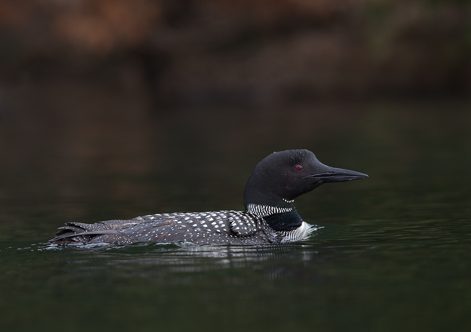 Loon comune per adulti