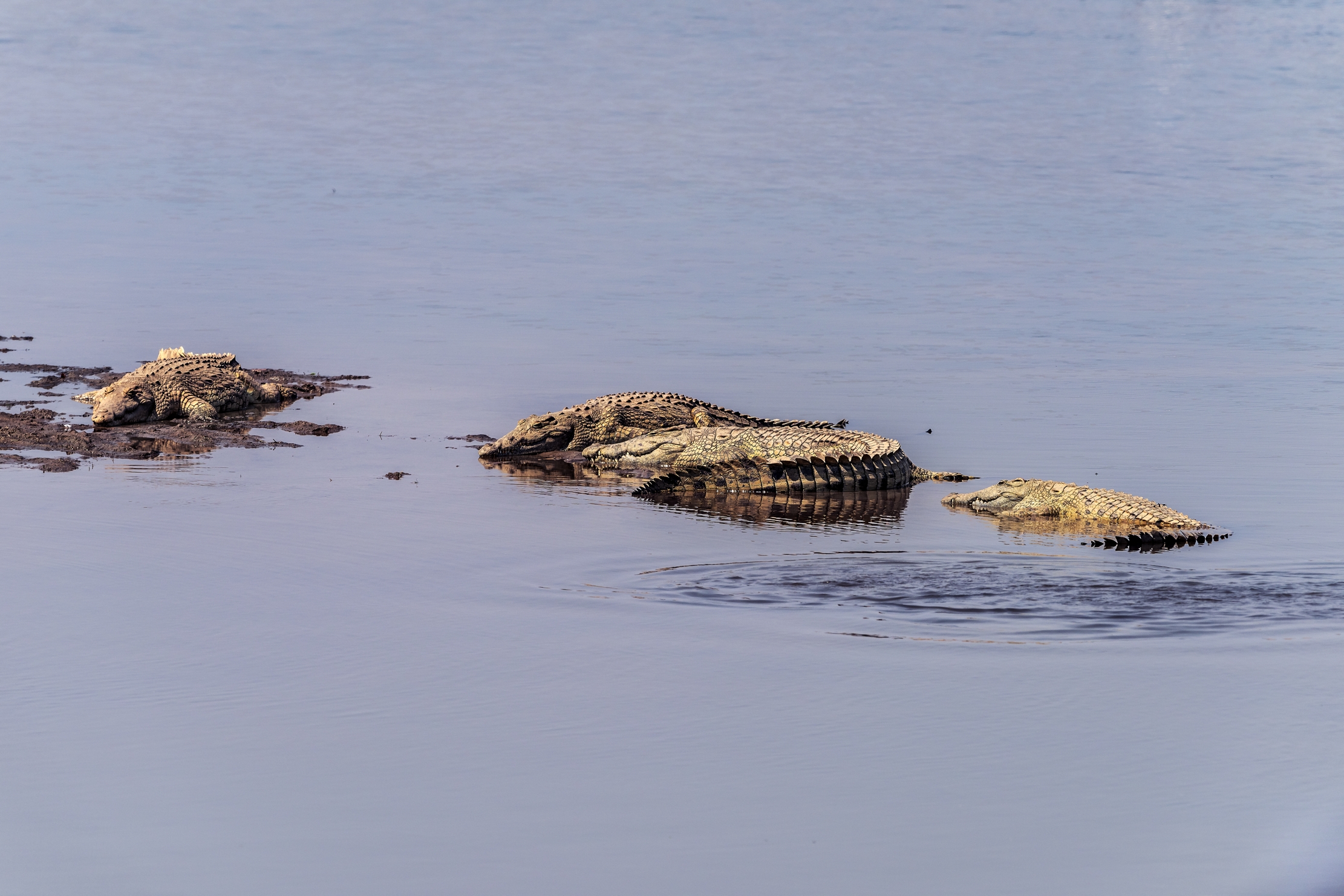 Zambia 2015 - Sul Luangwa