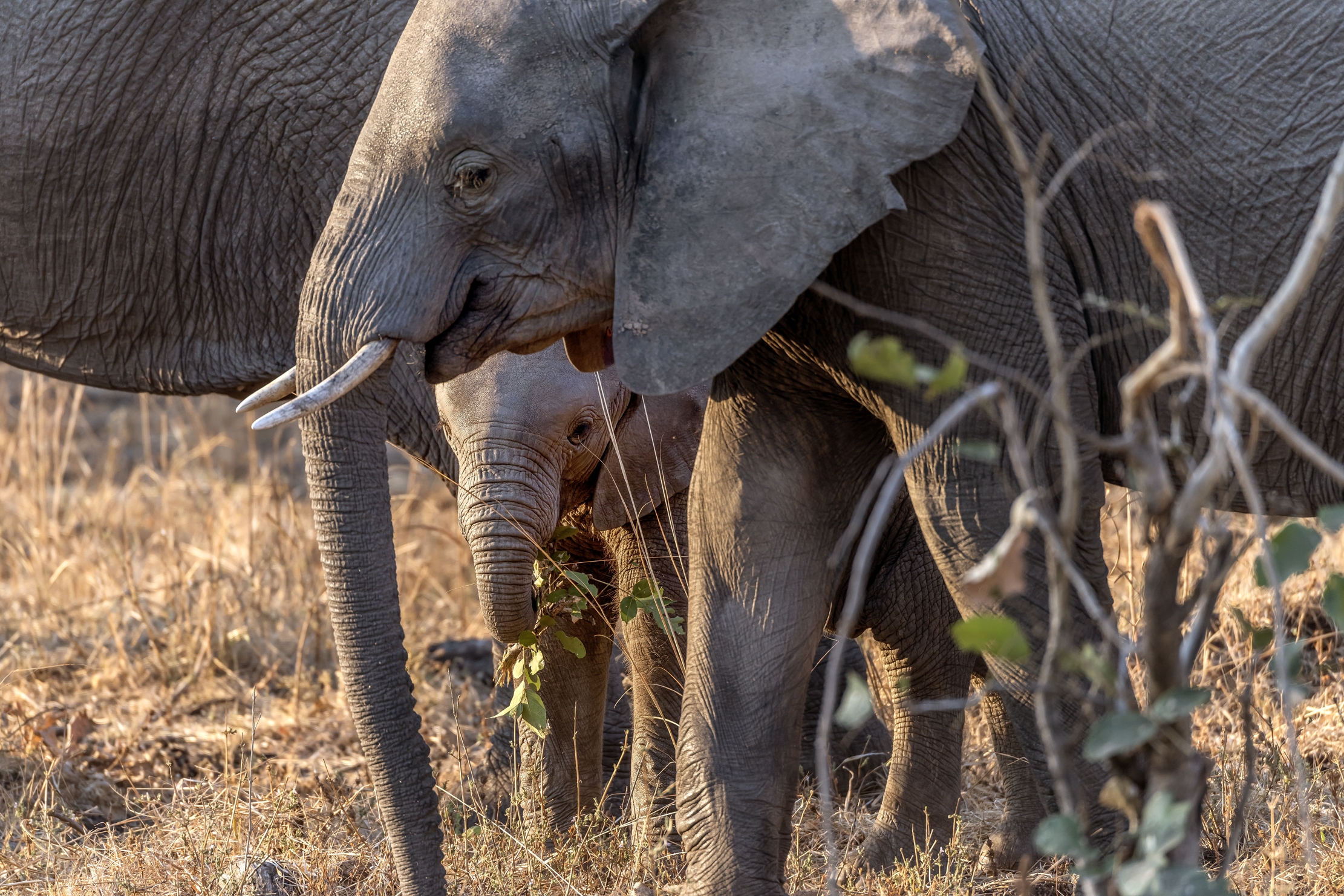 Zambia 2015 - Elephants