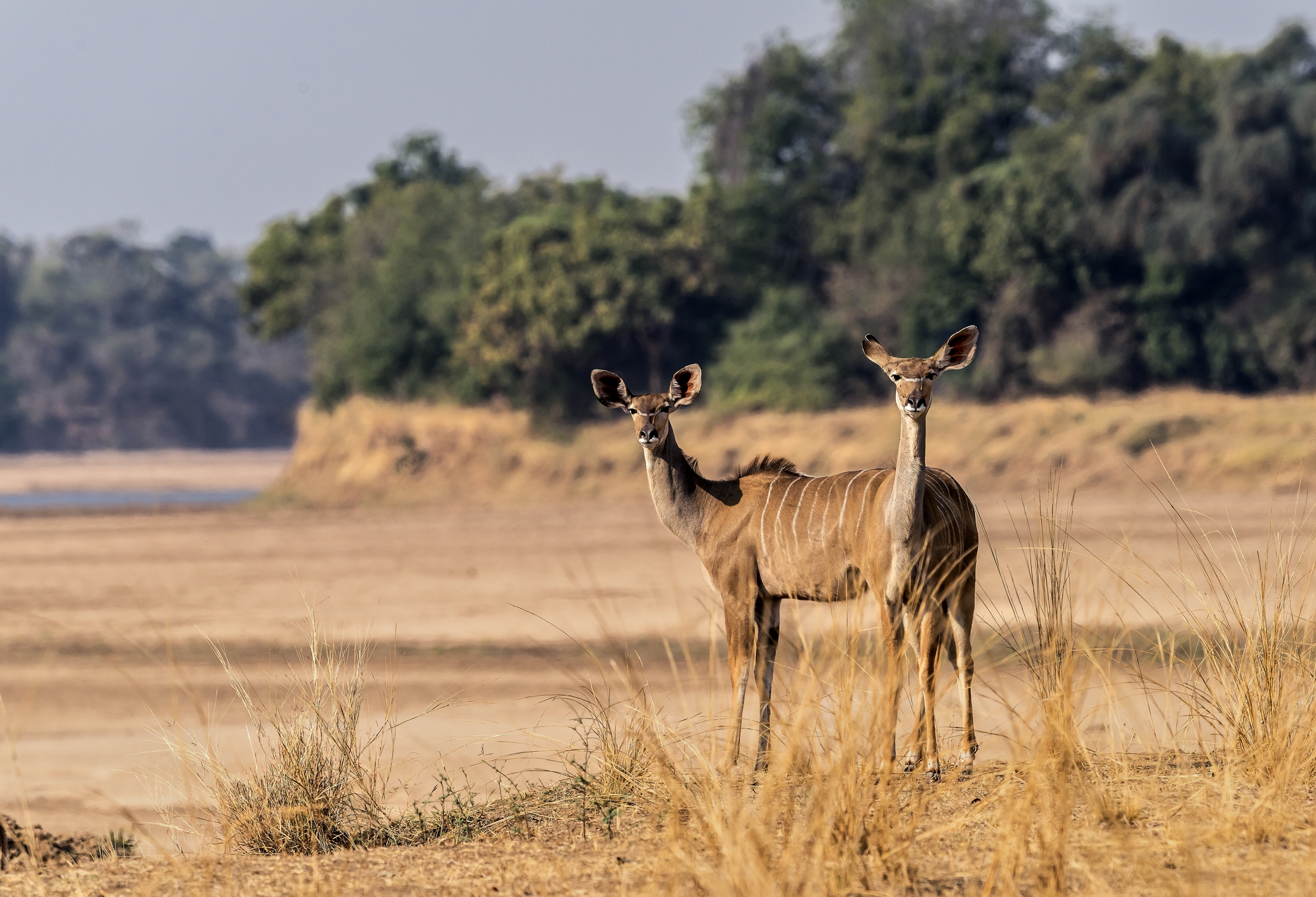 Zambia 2015 - Kudu