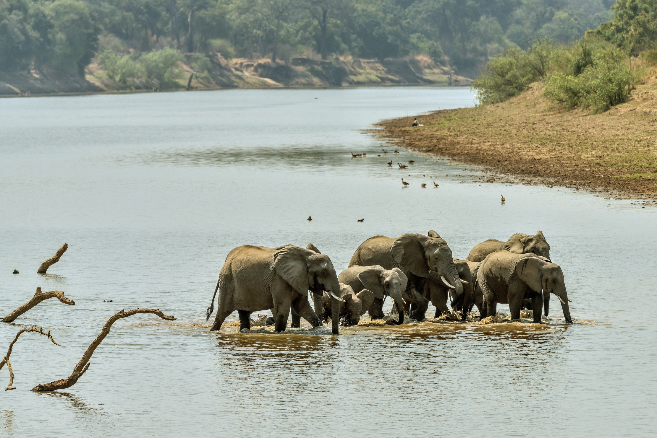 Zambia 2015 - Elephants