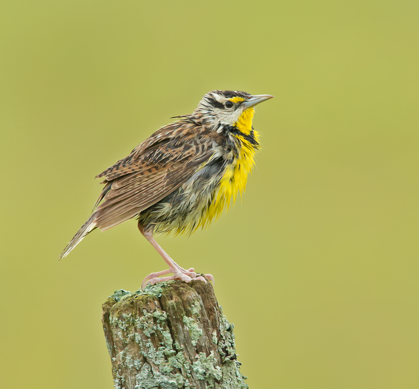 Eastern Meadowlark - Male