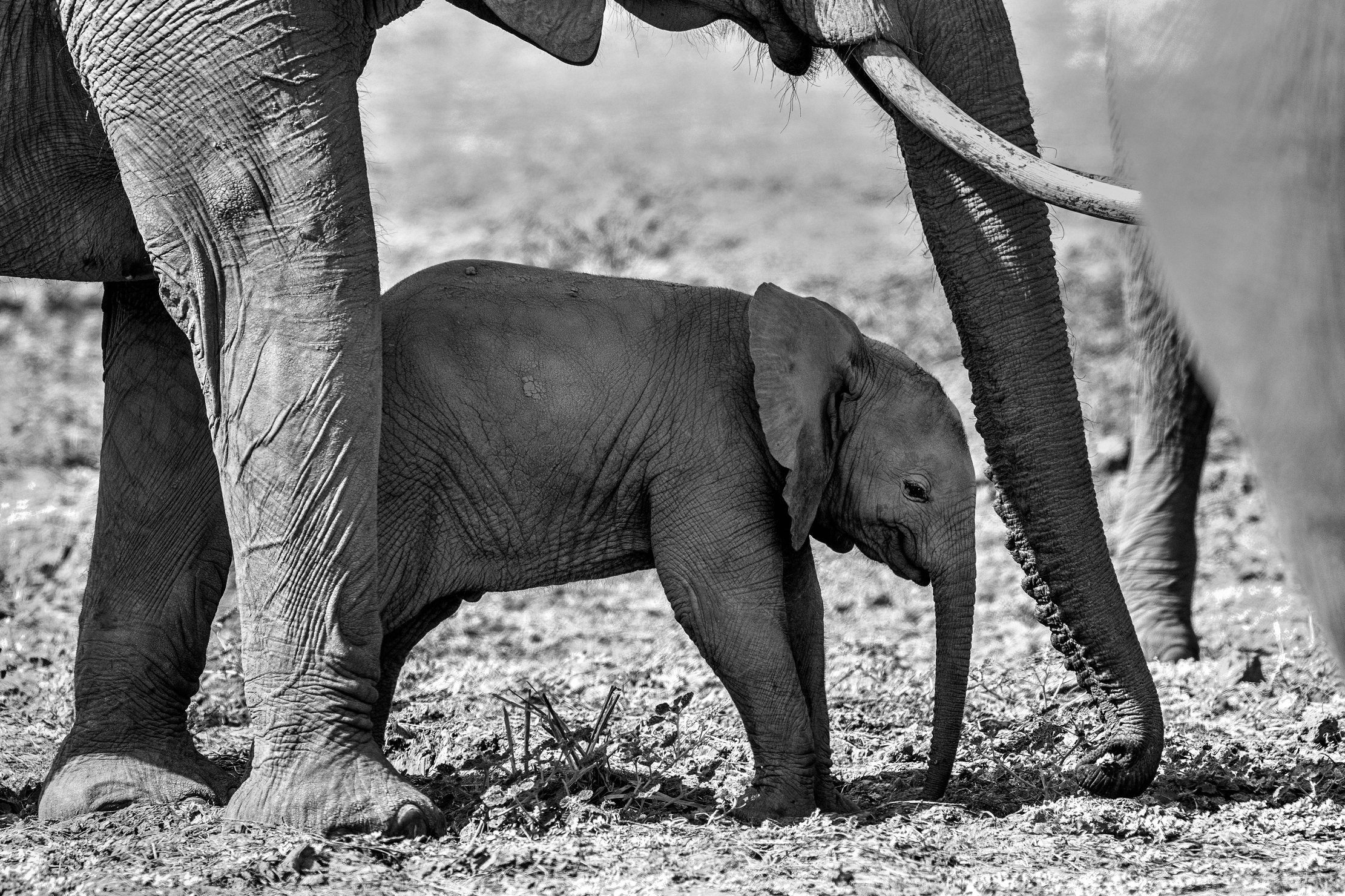 Zimbabwe 2015 - Elephants B&W