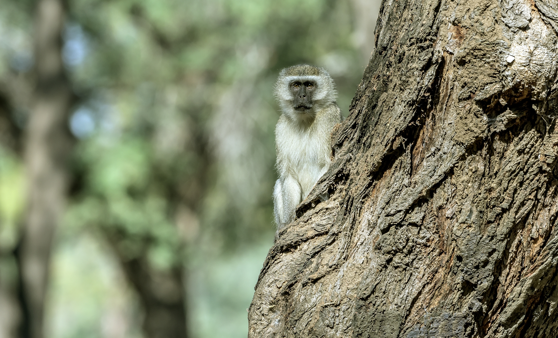 Zambia 2015 - Baboon