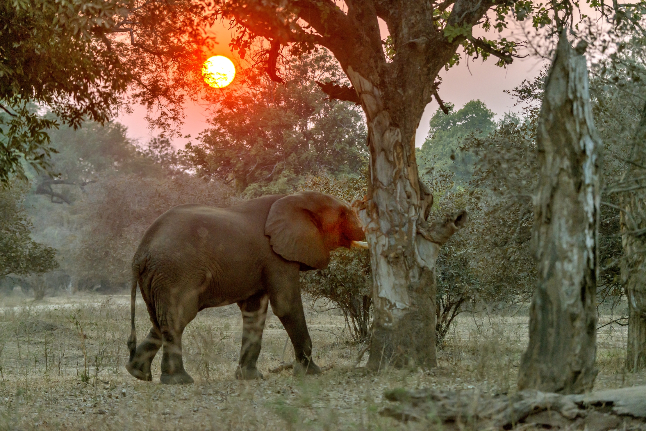 Zimbabwe 2015 - Elephant