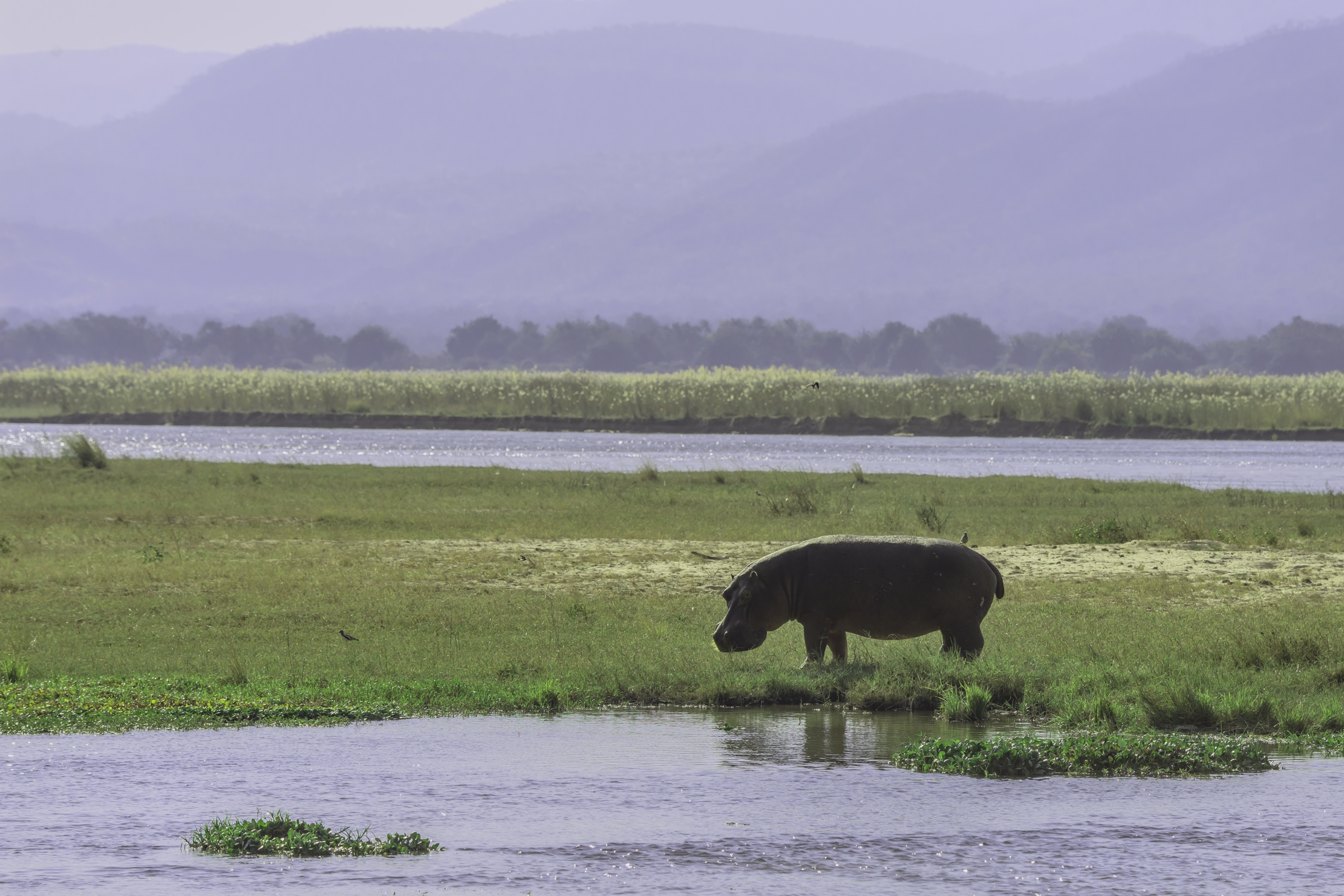 Zimbabwe 2015 - Ippo