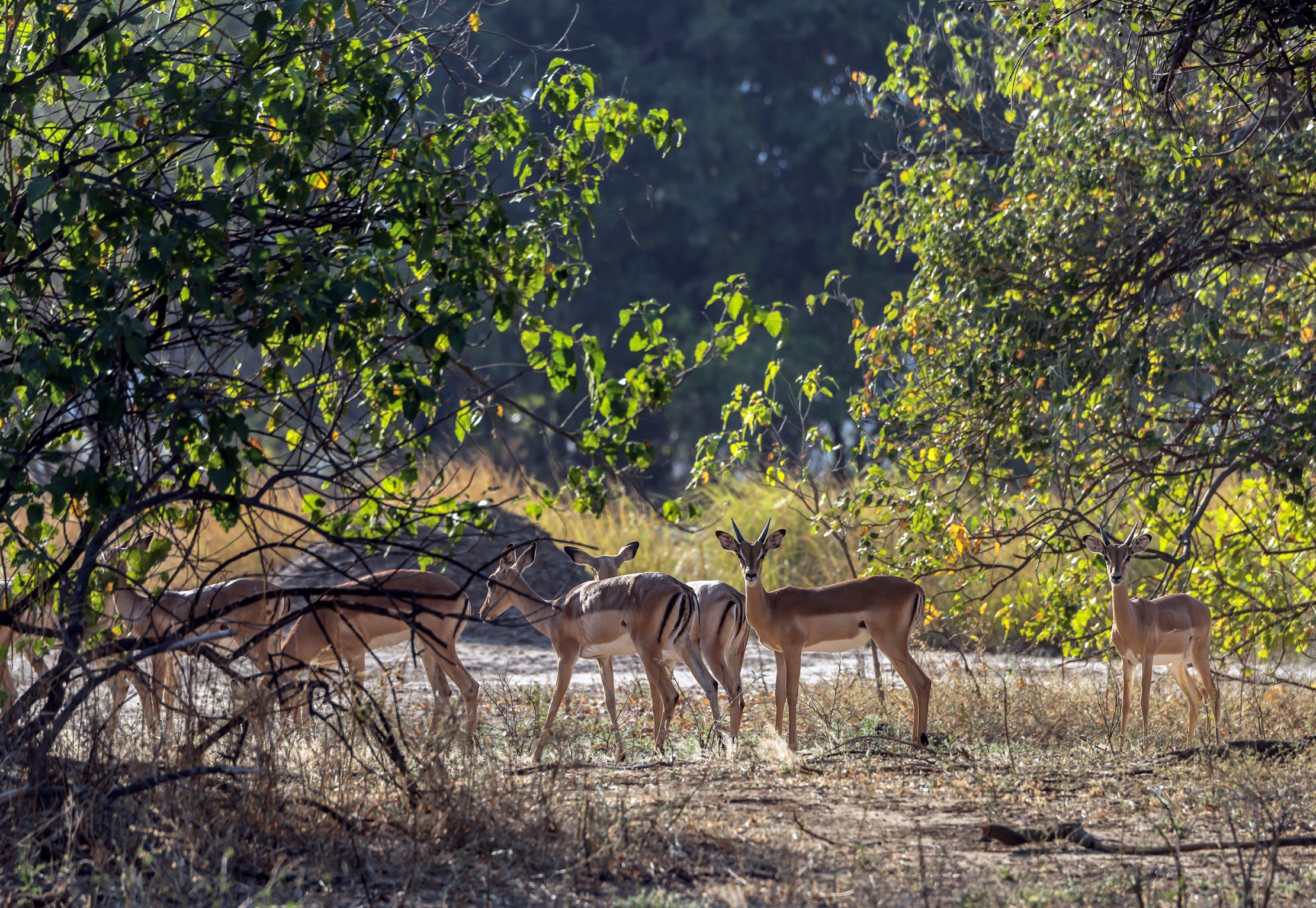 Zimbabwe 2015 - Impala