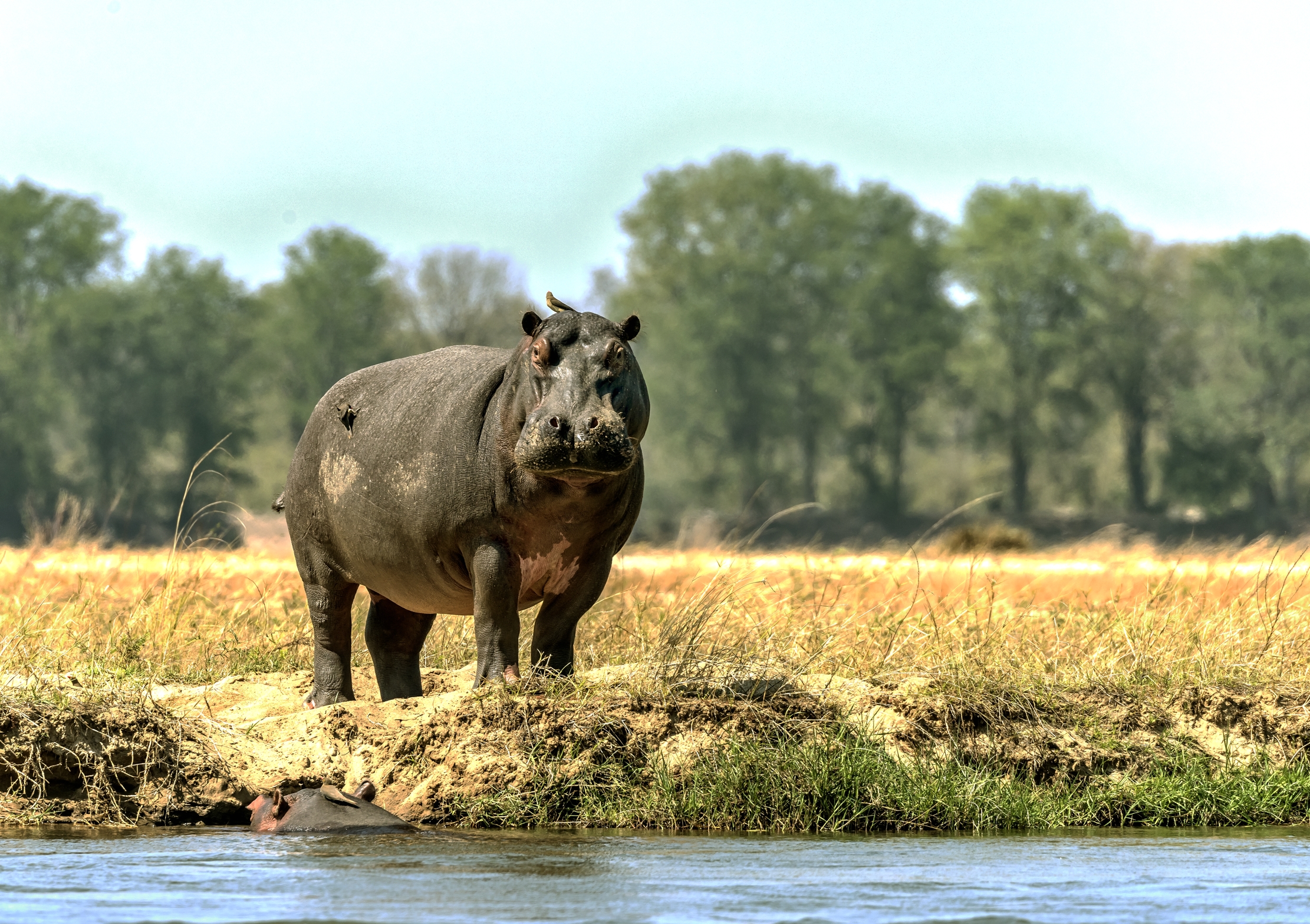 Zambia 2015 - Sullo Zambesi