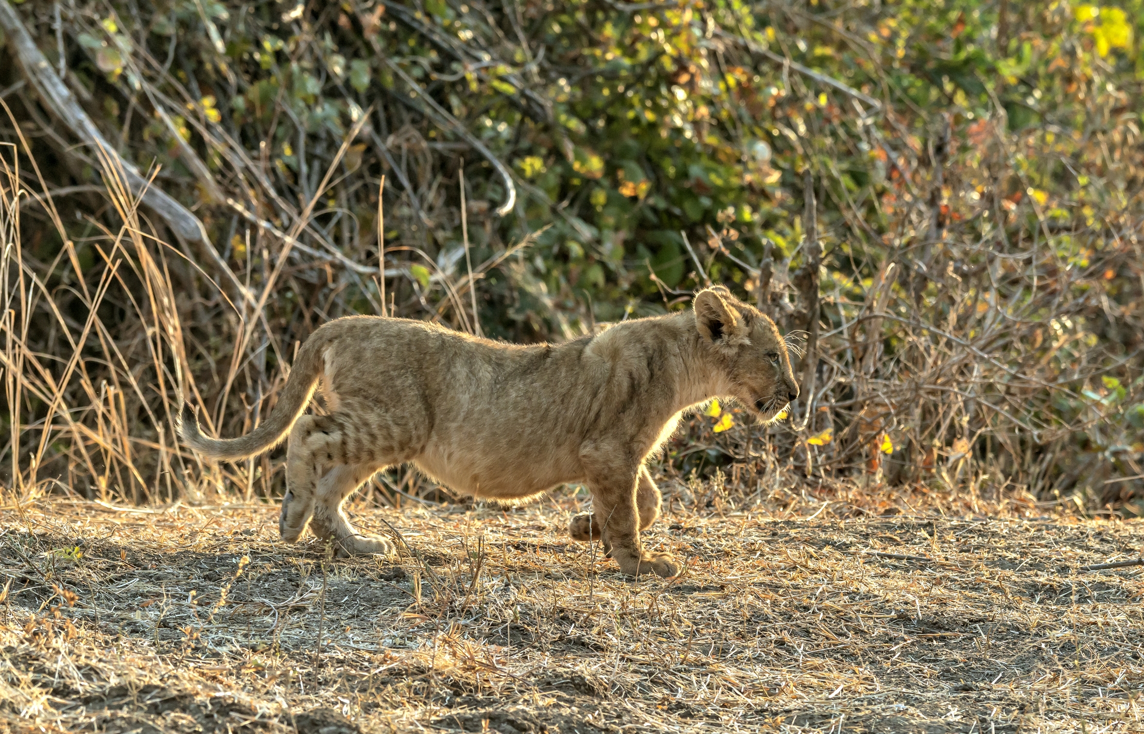 Zambia 2015 - Cucciolo
