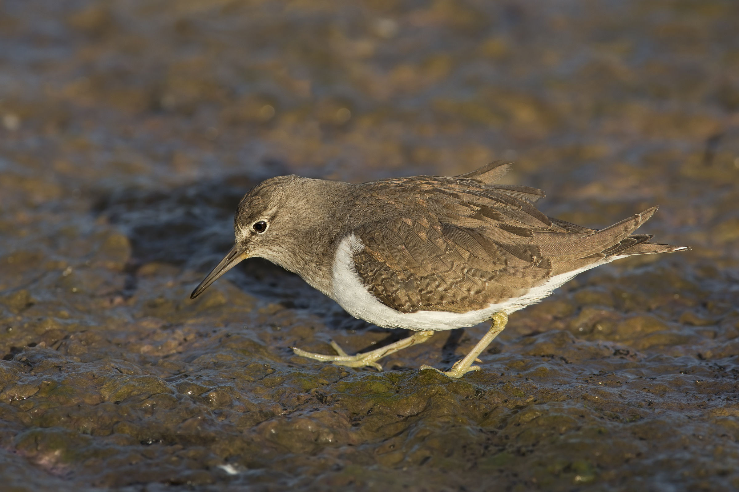 piro piro........... dorato