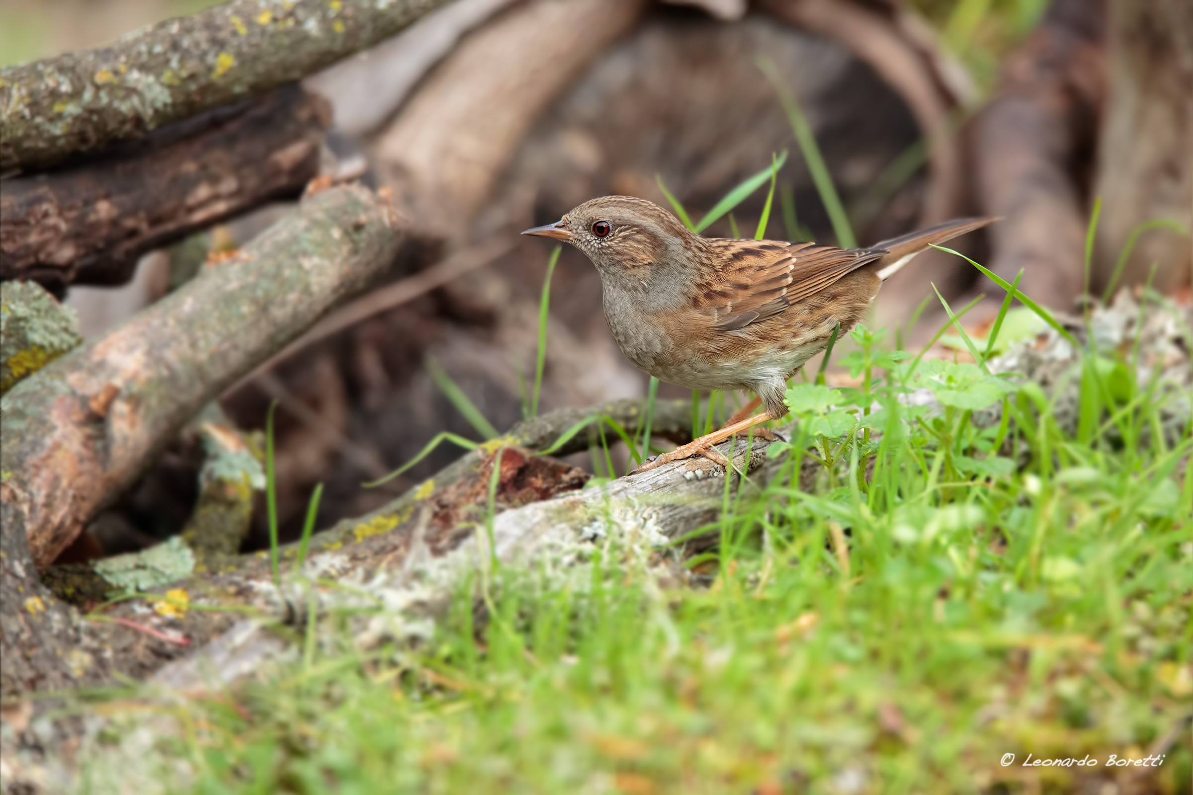 Dunnock