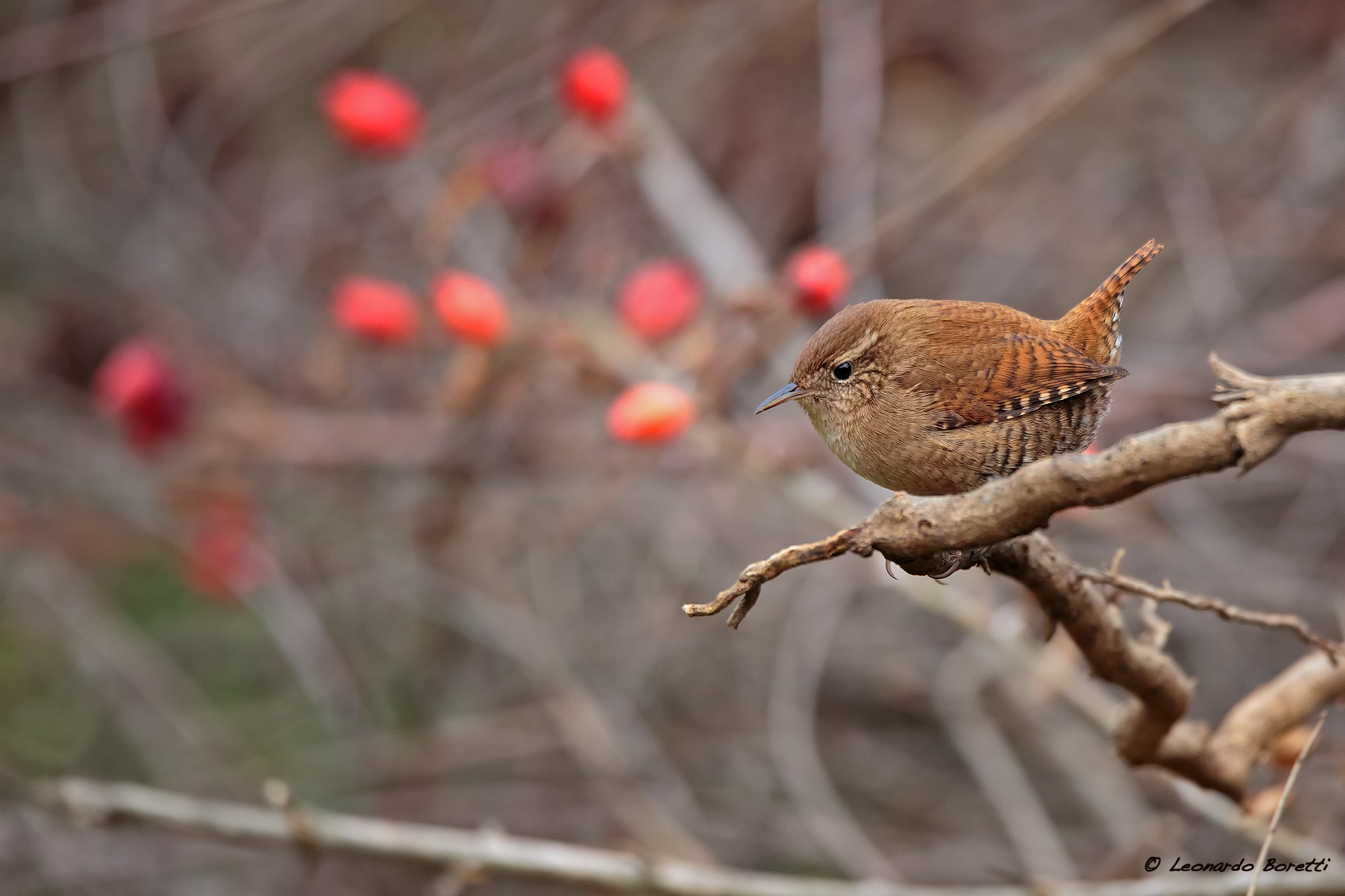 Wren