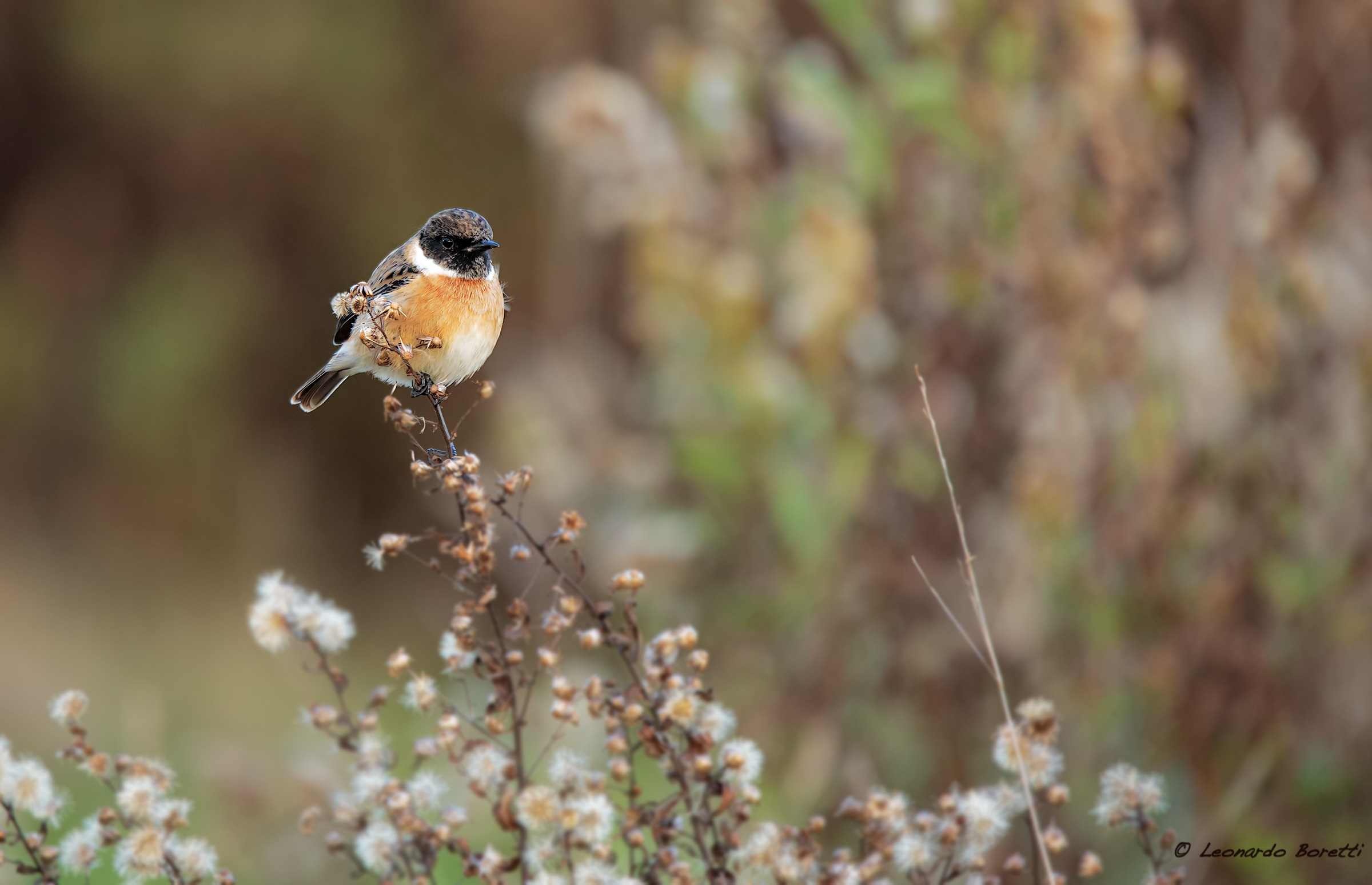 Stonechat