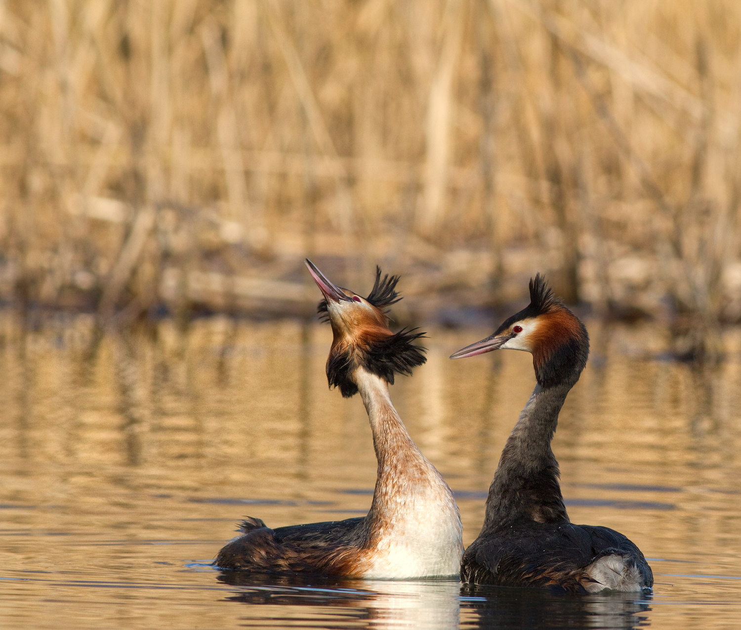 The courtship of loons