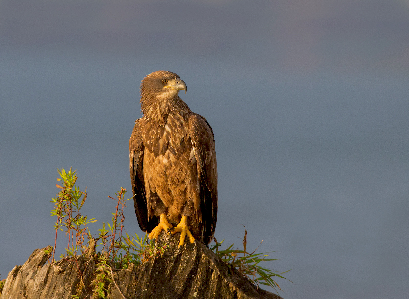 Bald Eagle Juvi , image taken in Ontario , Canada