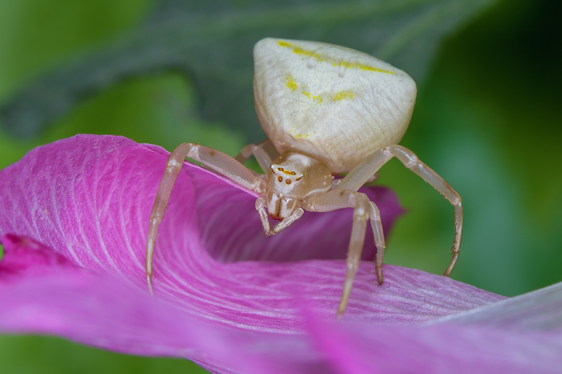Crab Spider