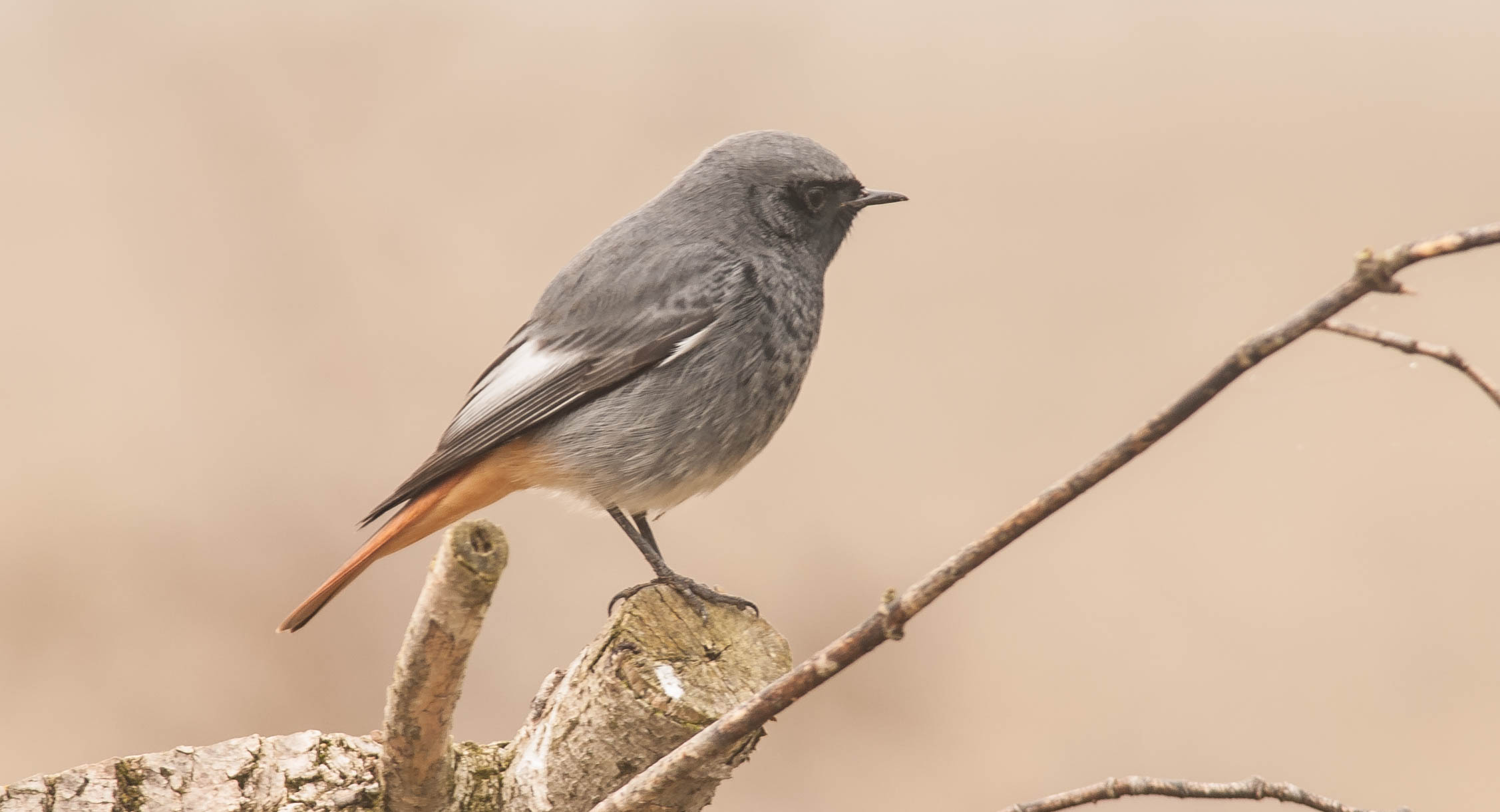 codirosso spazzacamino