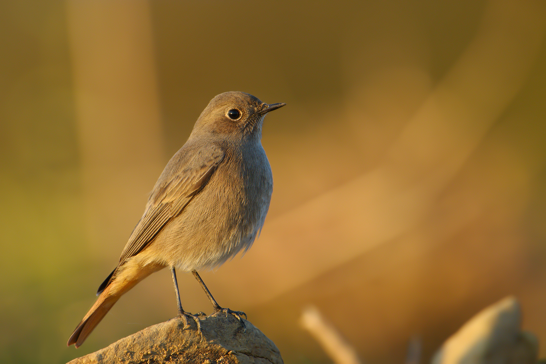 redstart