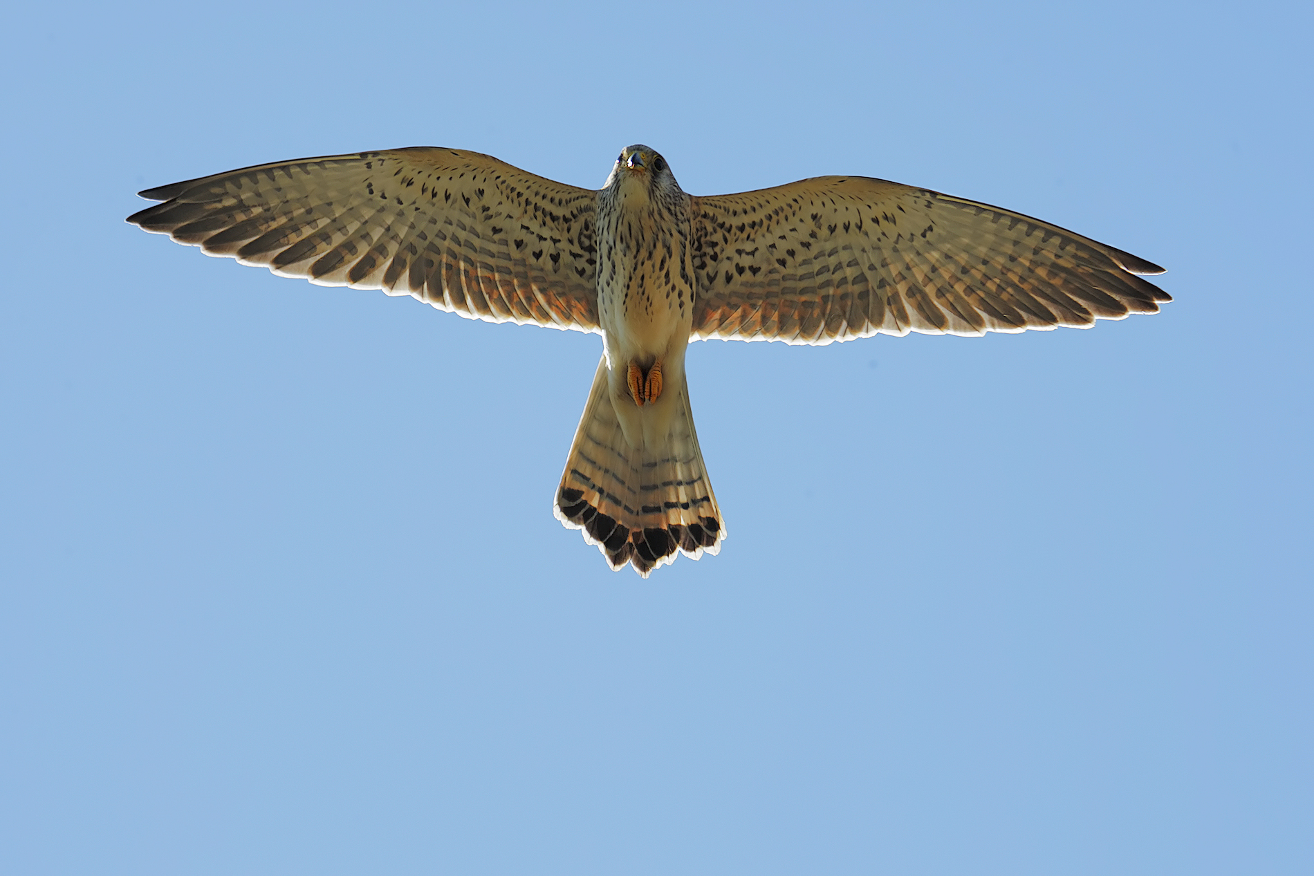 grillaio spirito santo