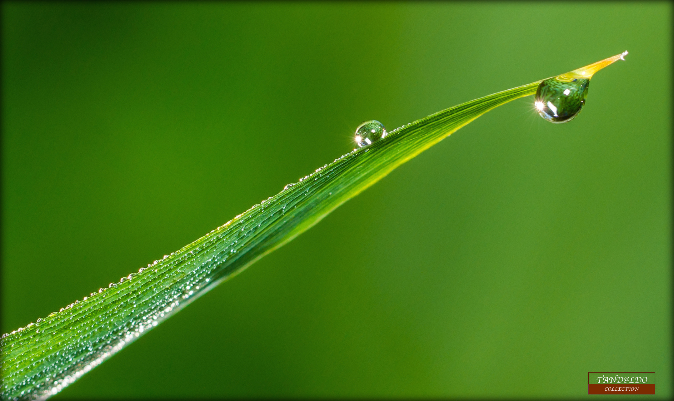 blade of grass with dew