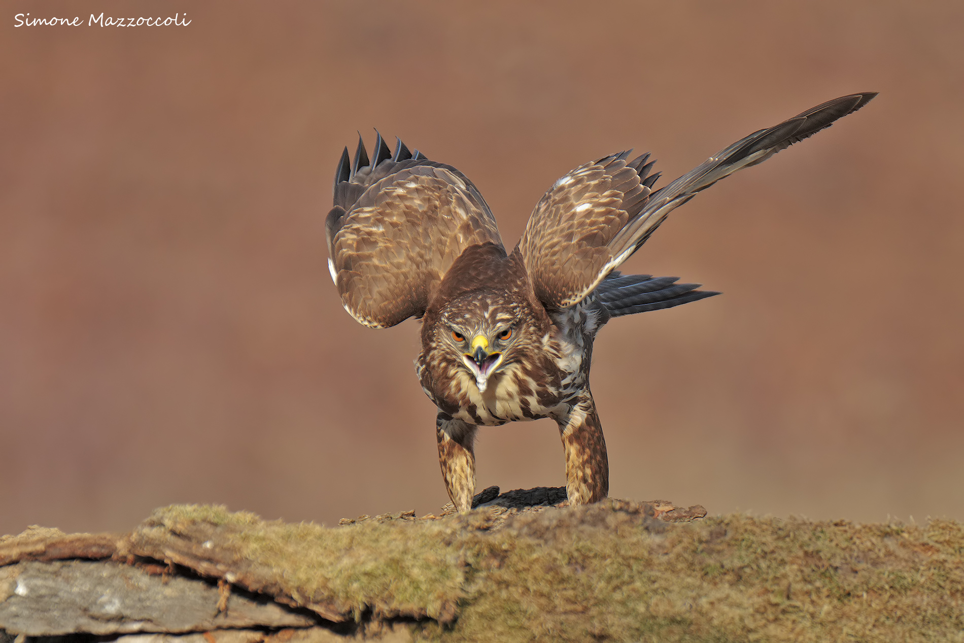 Buzzard - Buteo Buteo