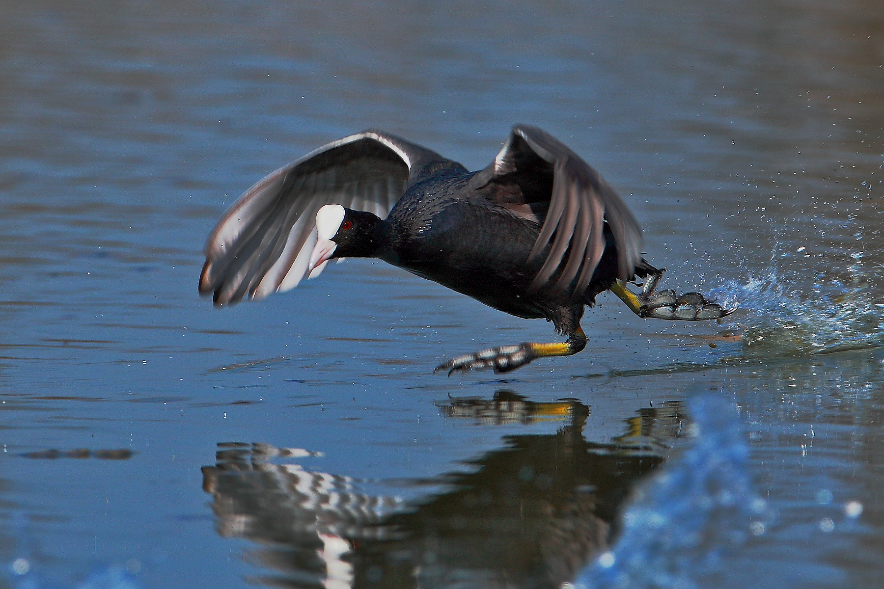 coot attack.
