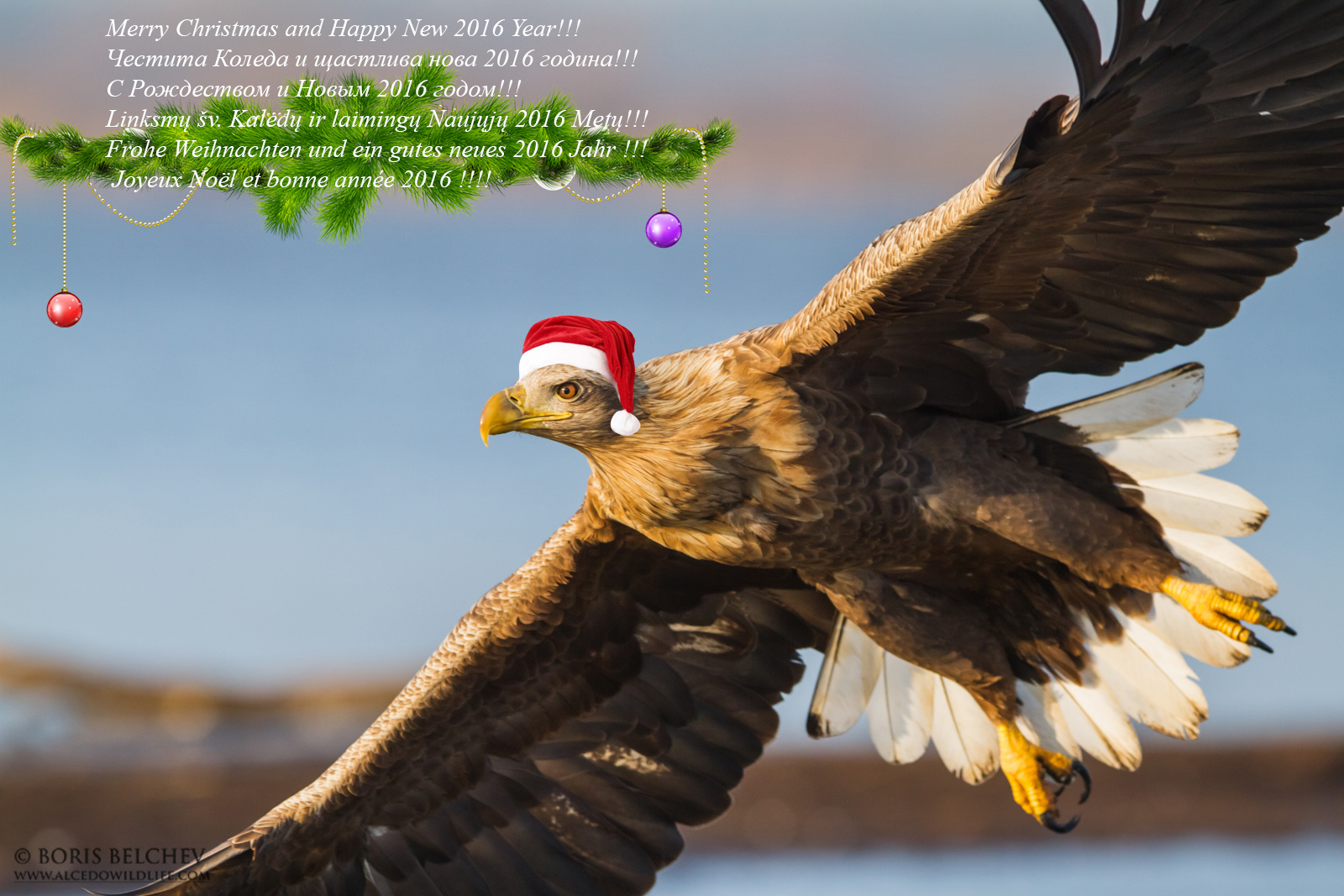 Season Greetings da Birding Paradise Team!