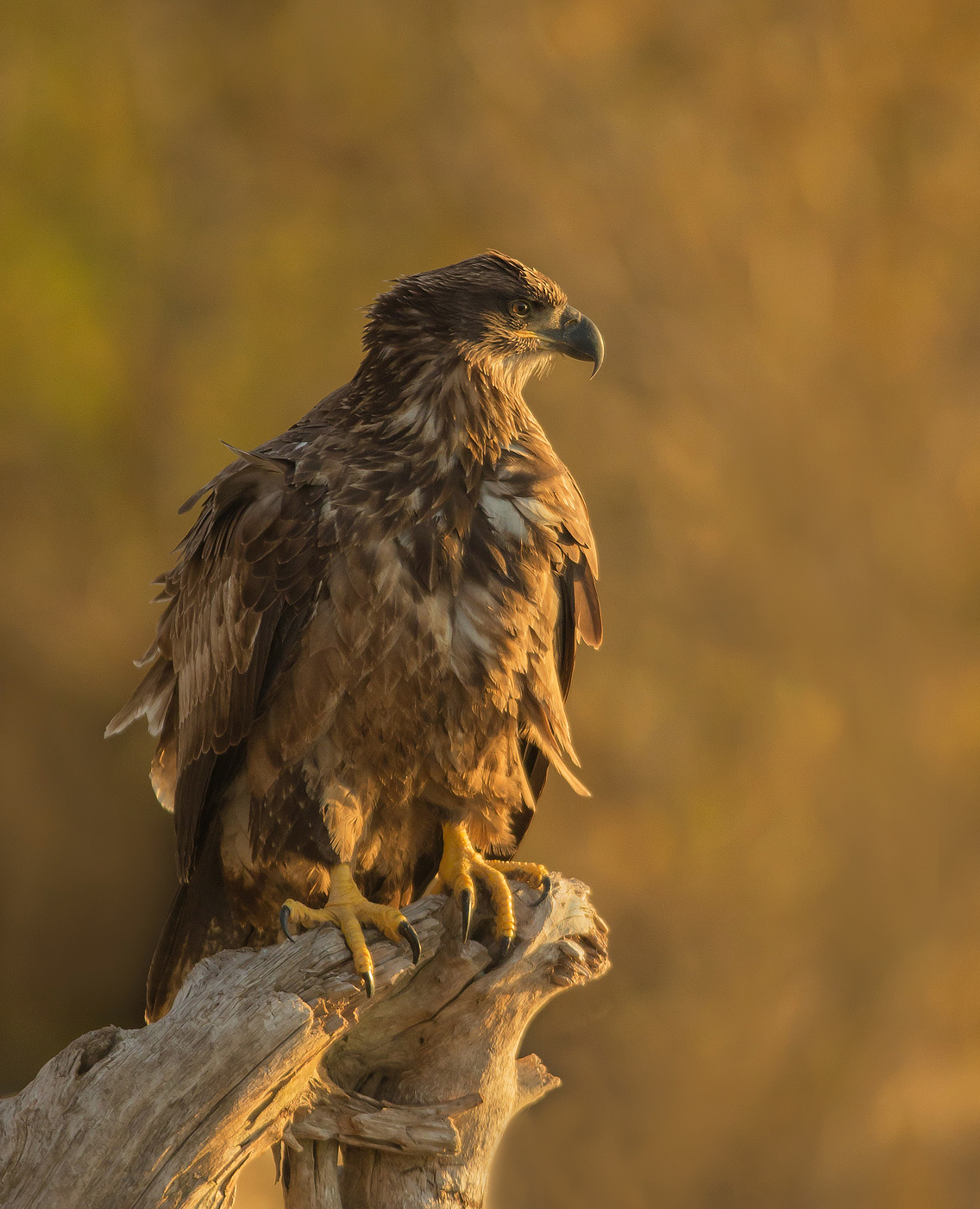 Bald Eagle Juvi - prima luce