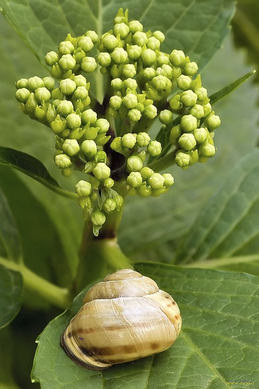 L'ortensia e la lumaca