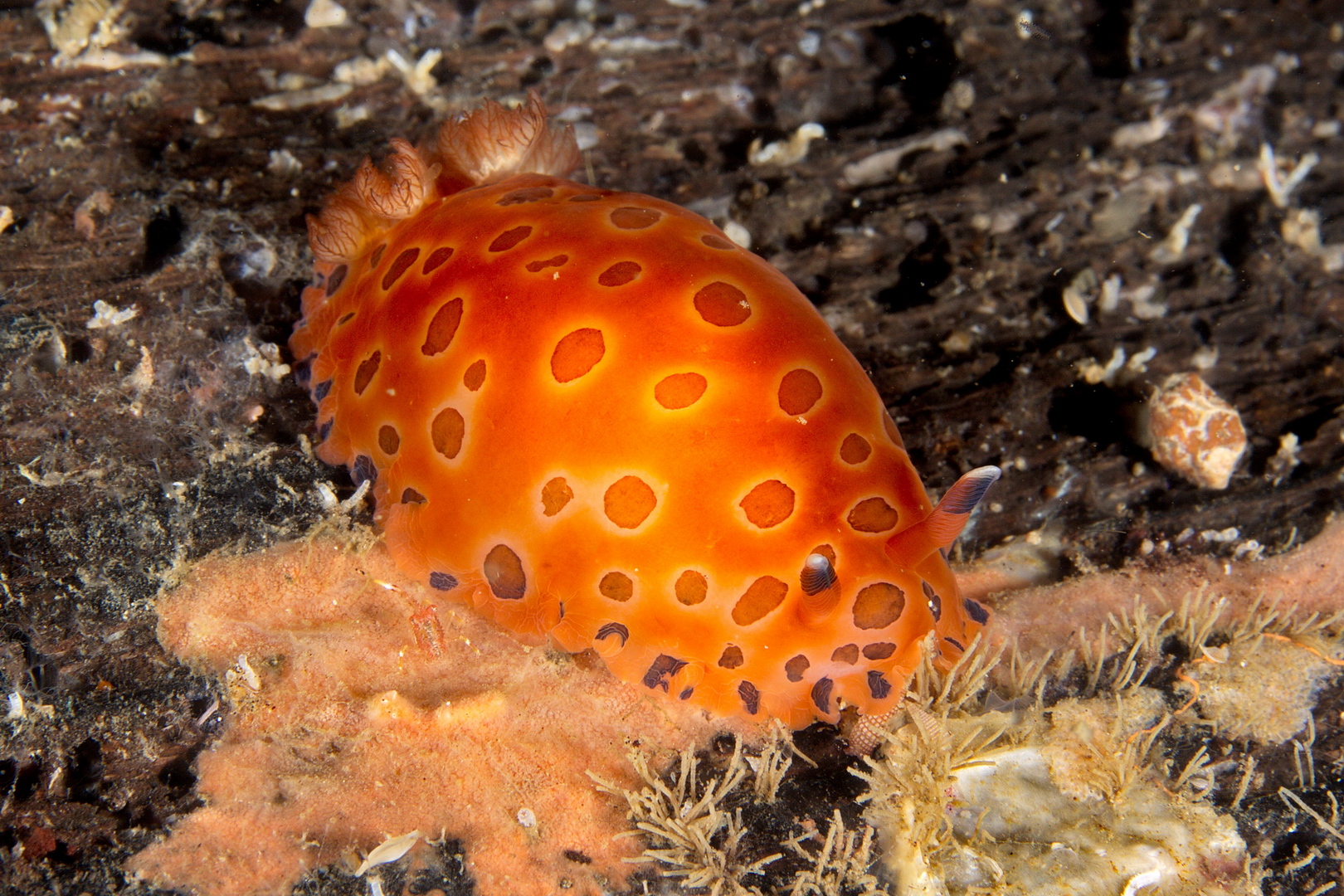 Nudibranco