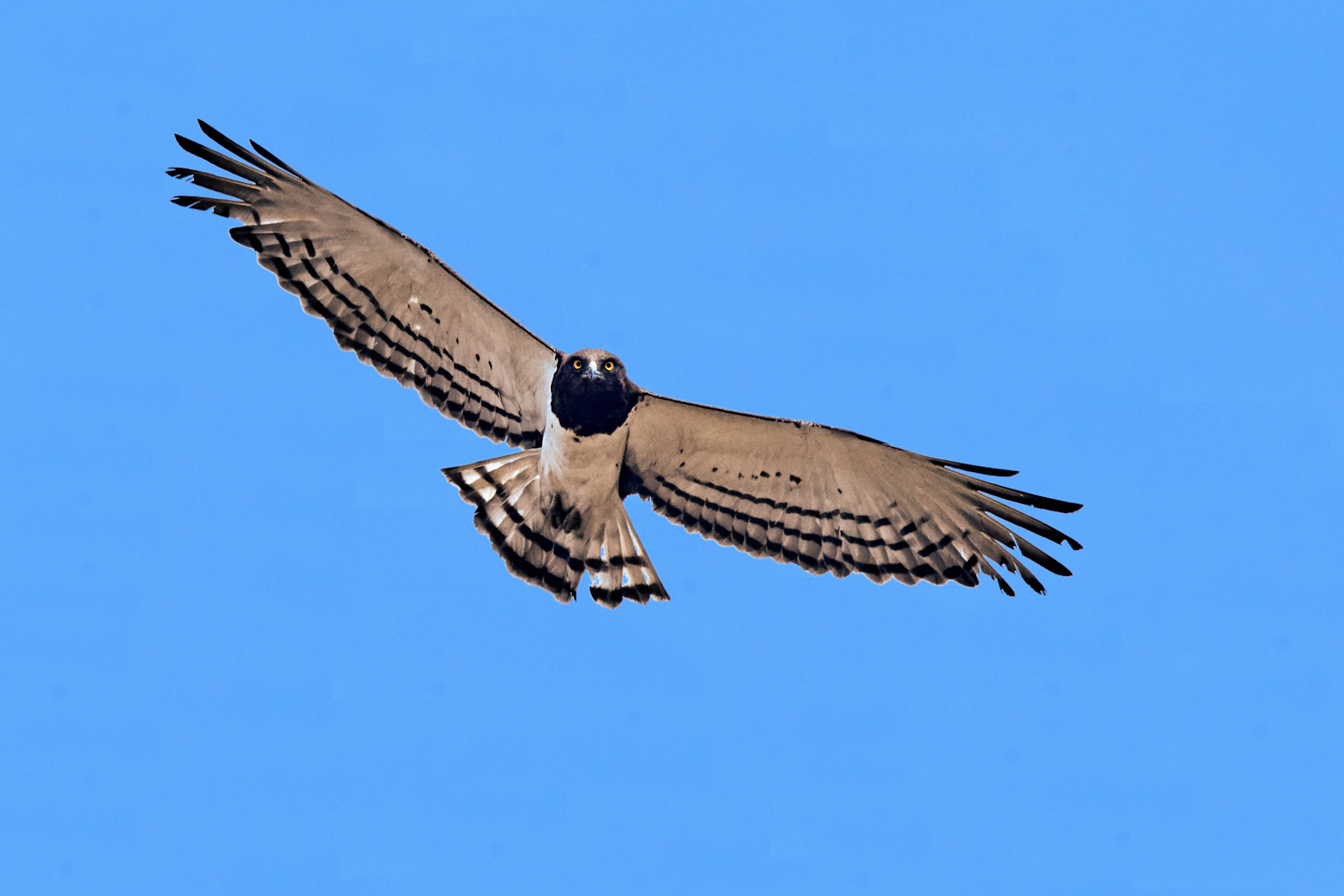 Biancone pettonero - Circaetus pectoralis