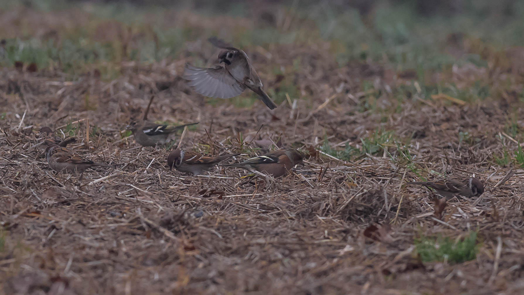 fringuelli e passeri