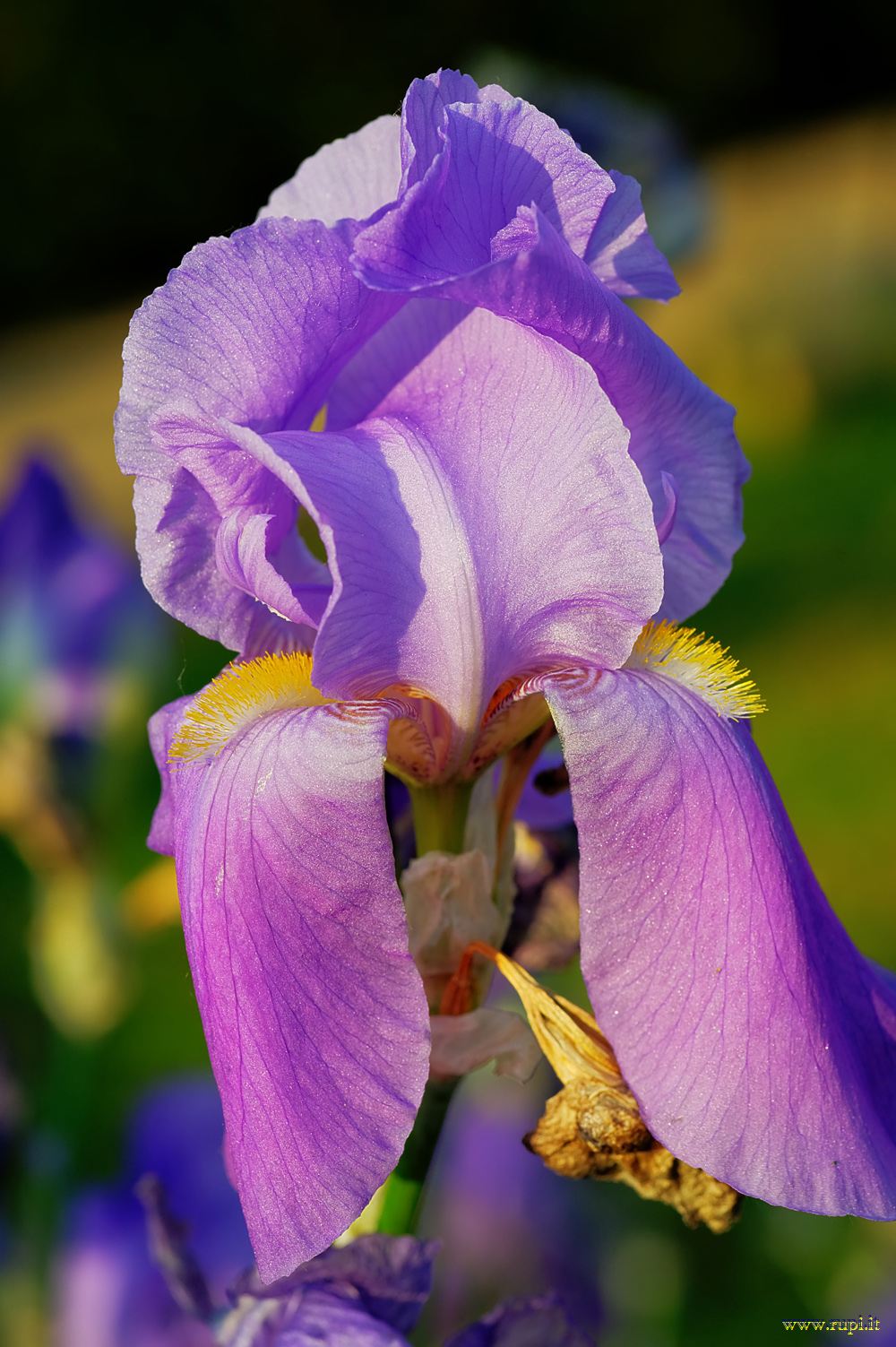 Iris 2