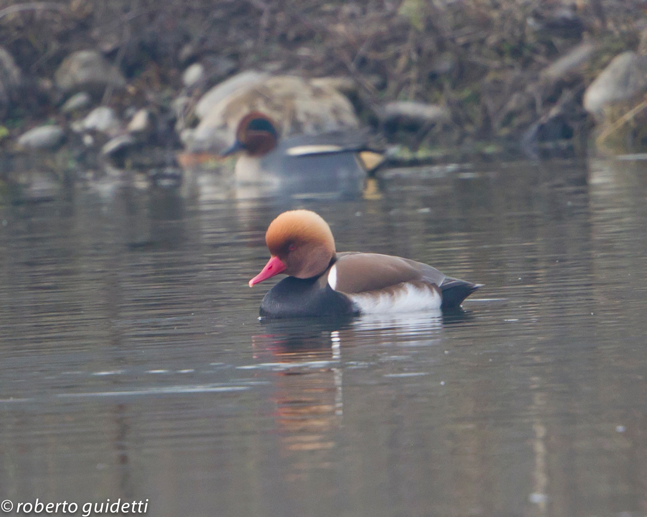 a rarity in Cronovilla "net rufina" Fistione turki...