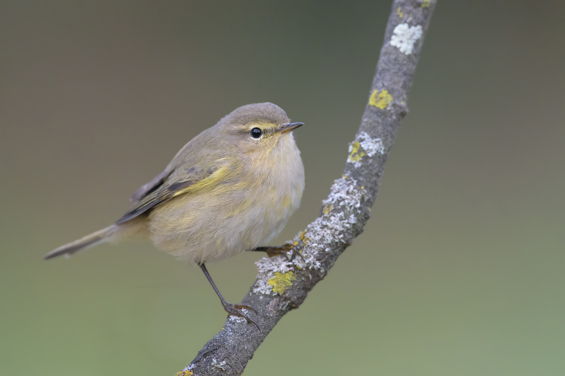 Chiffchaff