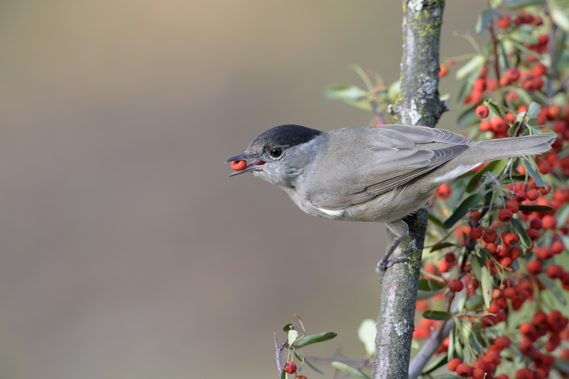 blackcap with berry