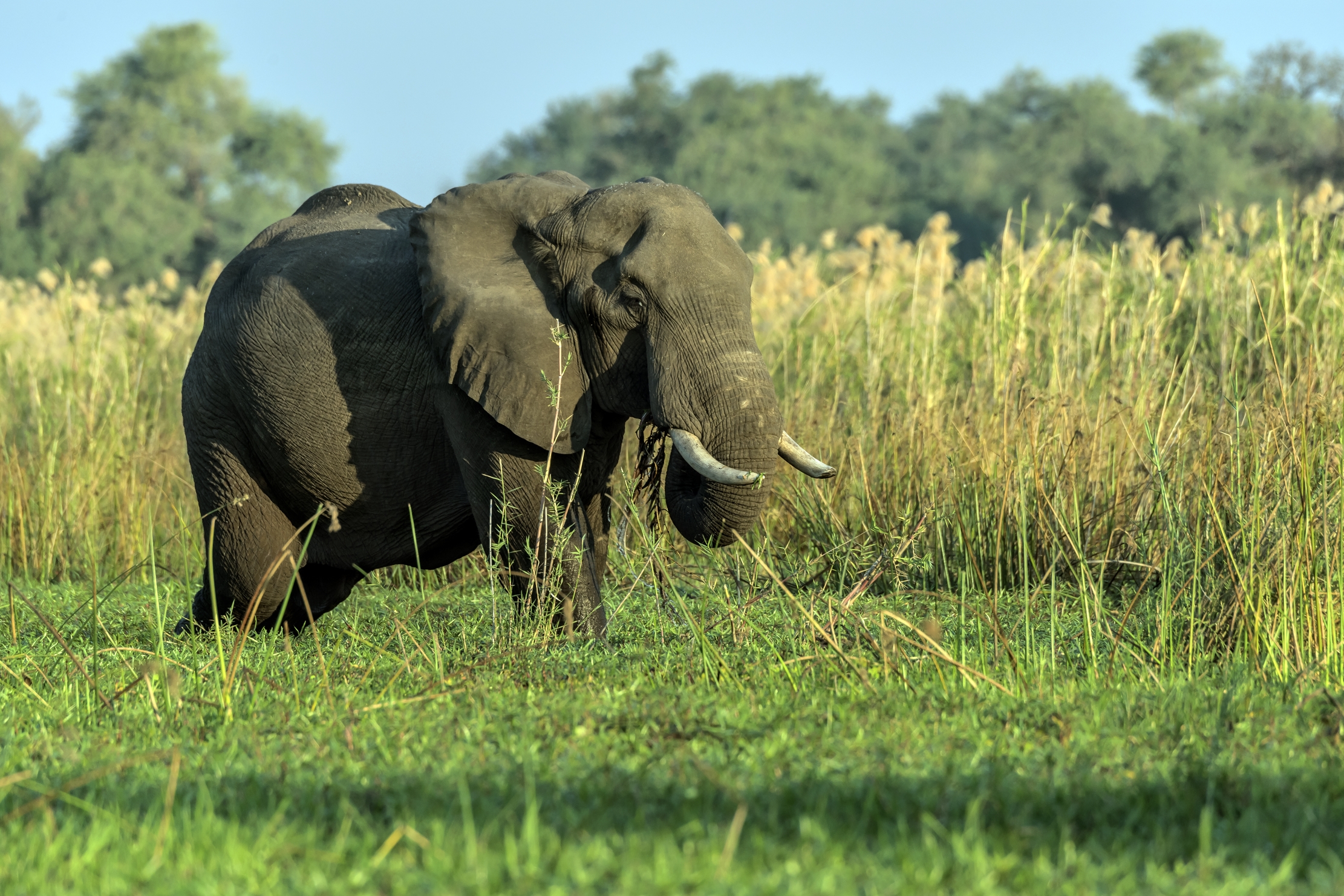 Zambia 2015 - Sullo Zambesi