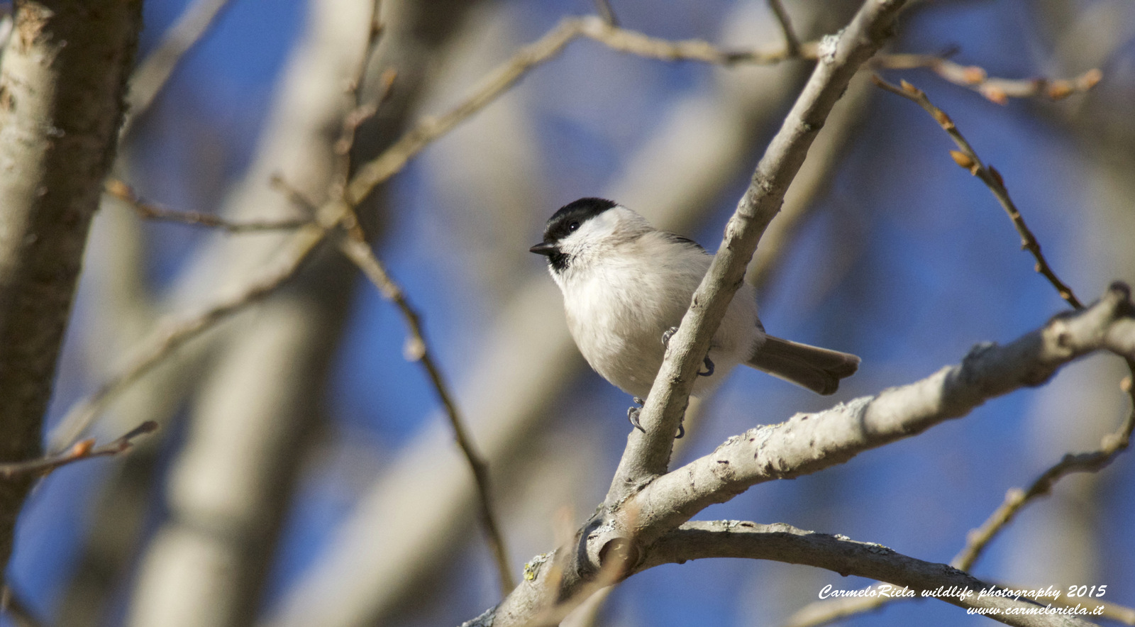 Cincia Bigia(Parus Montanus)