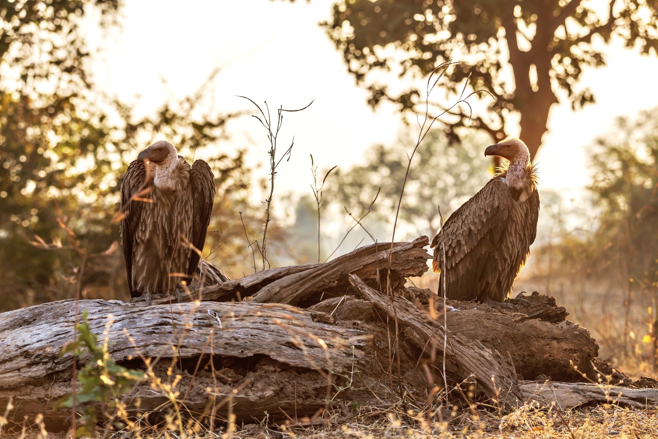 Zambia 2015 - All'alba