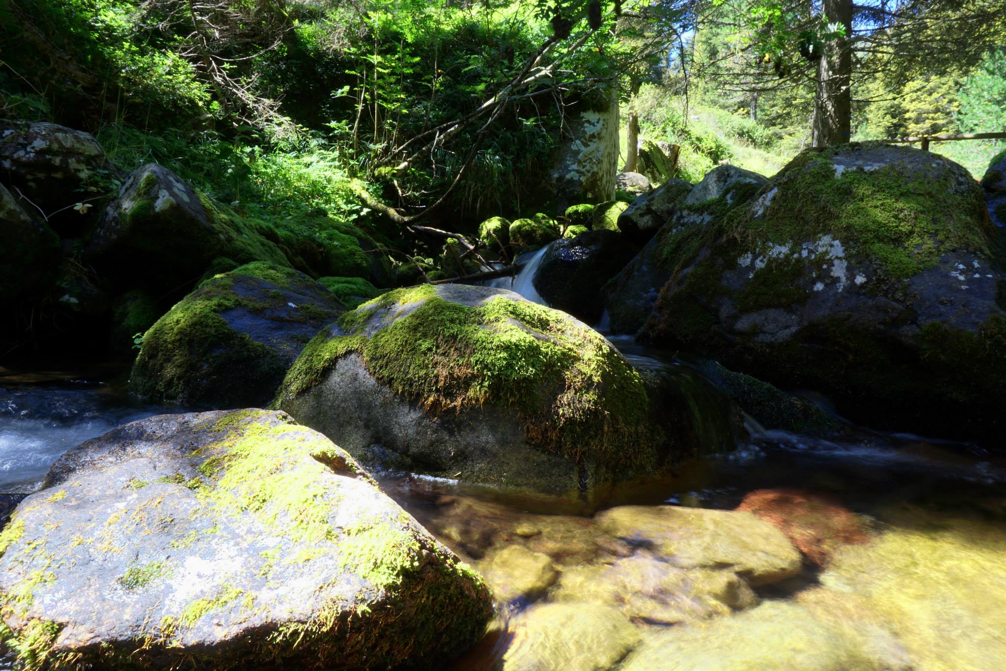 Stream Valley trighetta