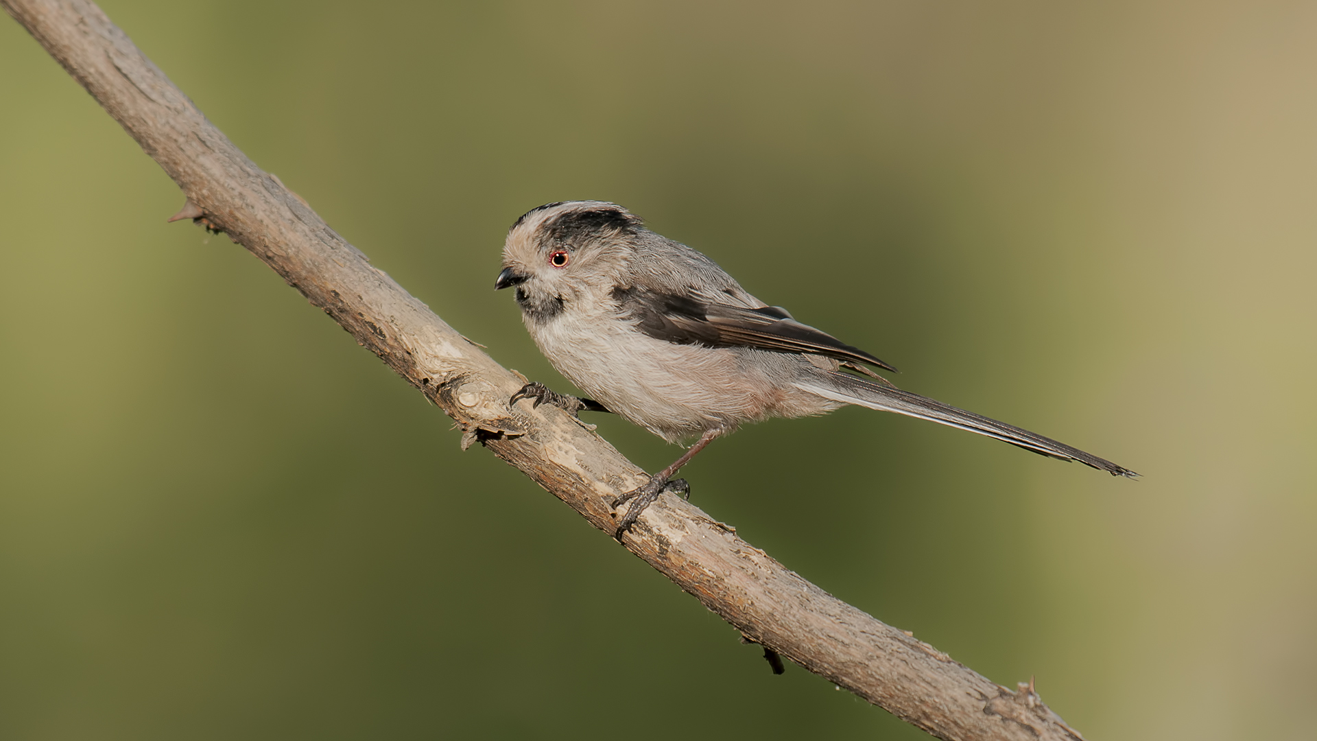 Tit Aegithalos caudatus »dalla coda lunga