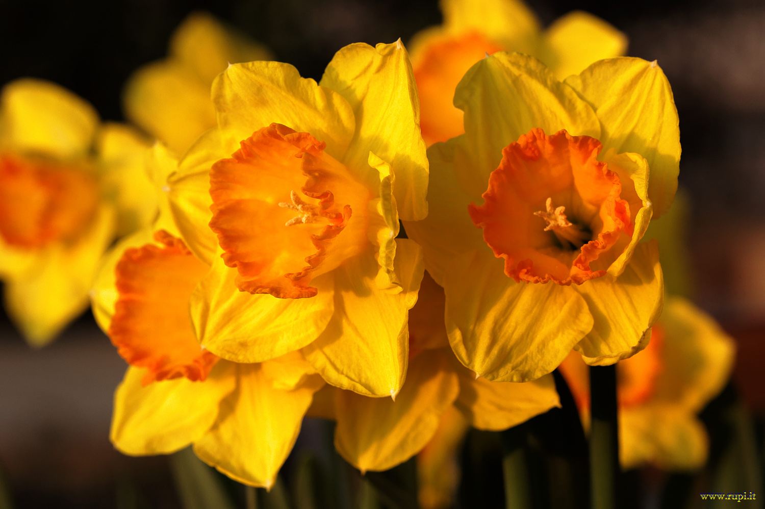 The daffodils