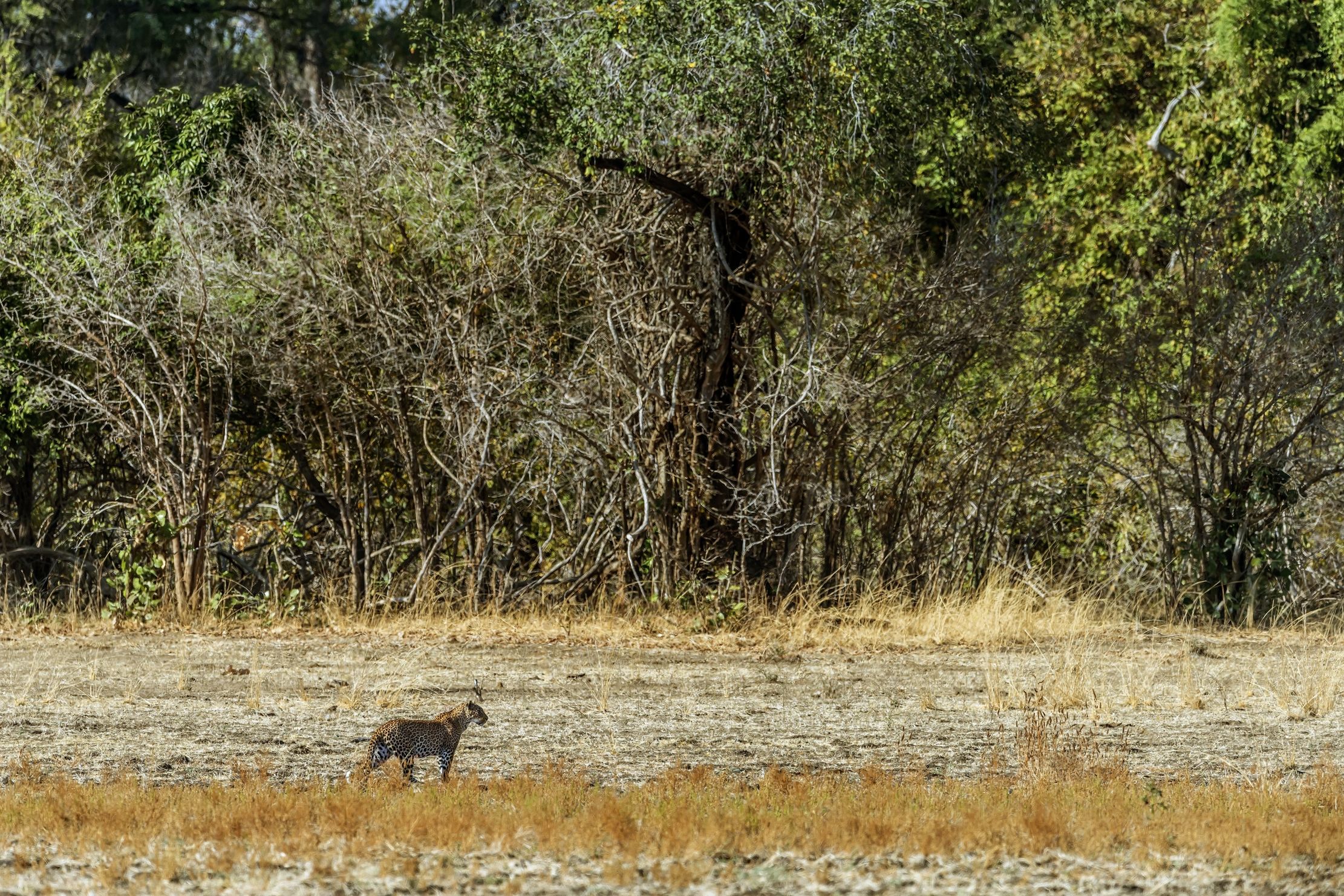 Zambia 2015 - Allo scoperto