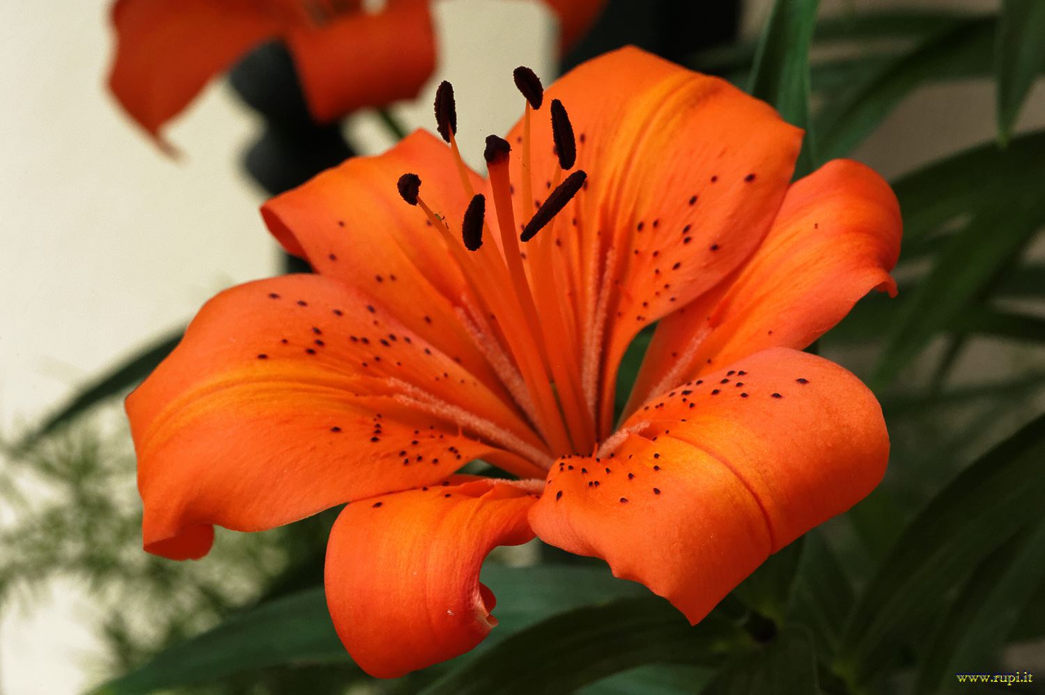 Lilium
