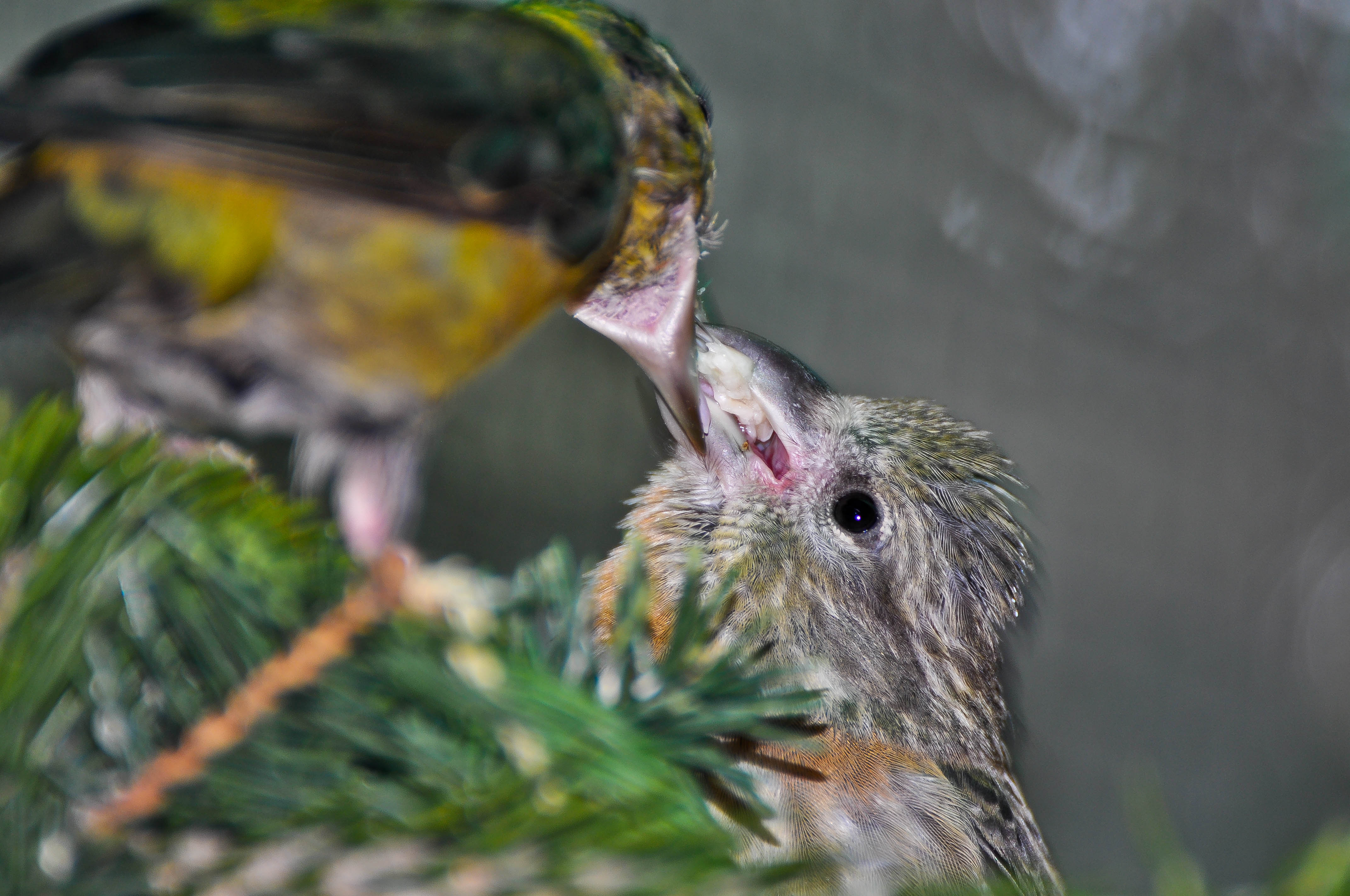 My crossbill (Loxia curvirostra)