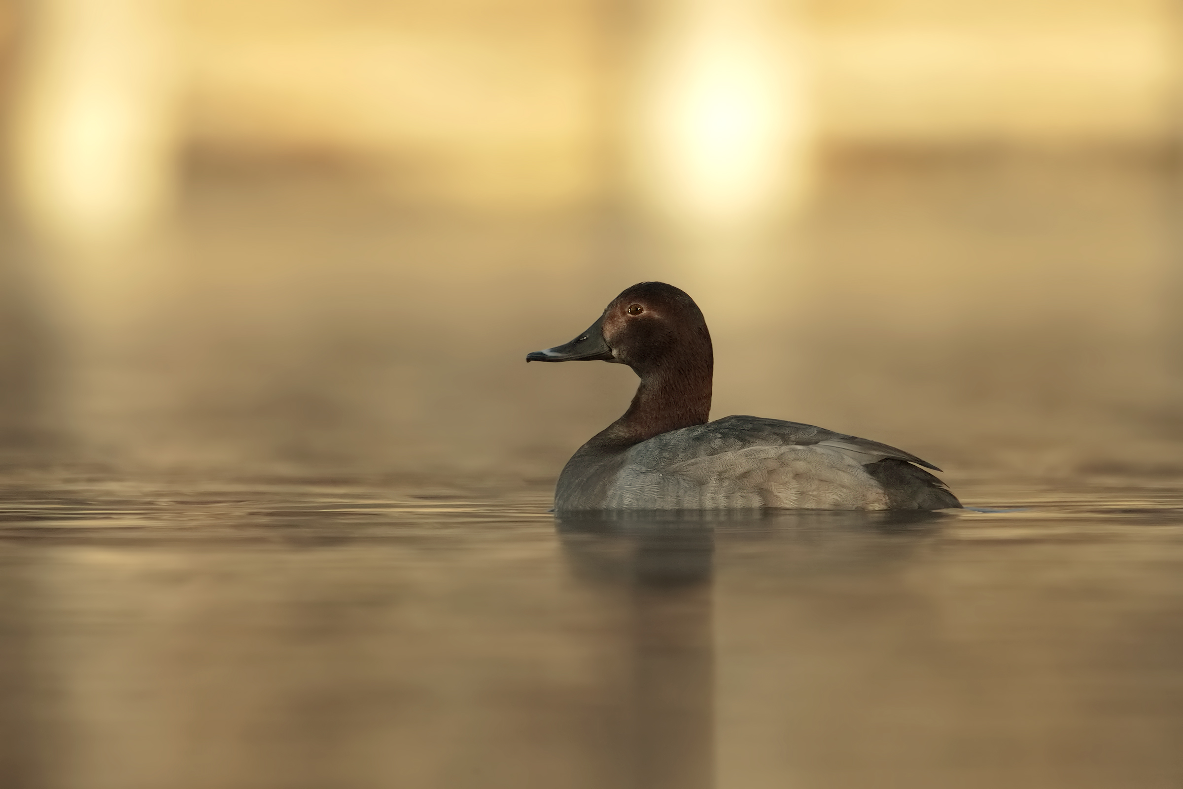 Pochard