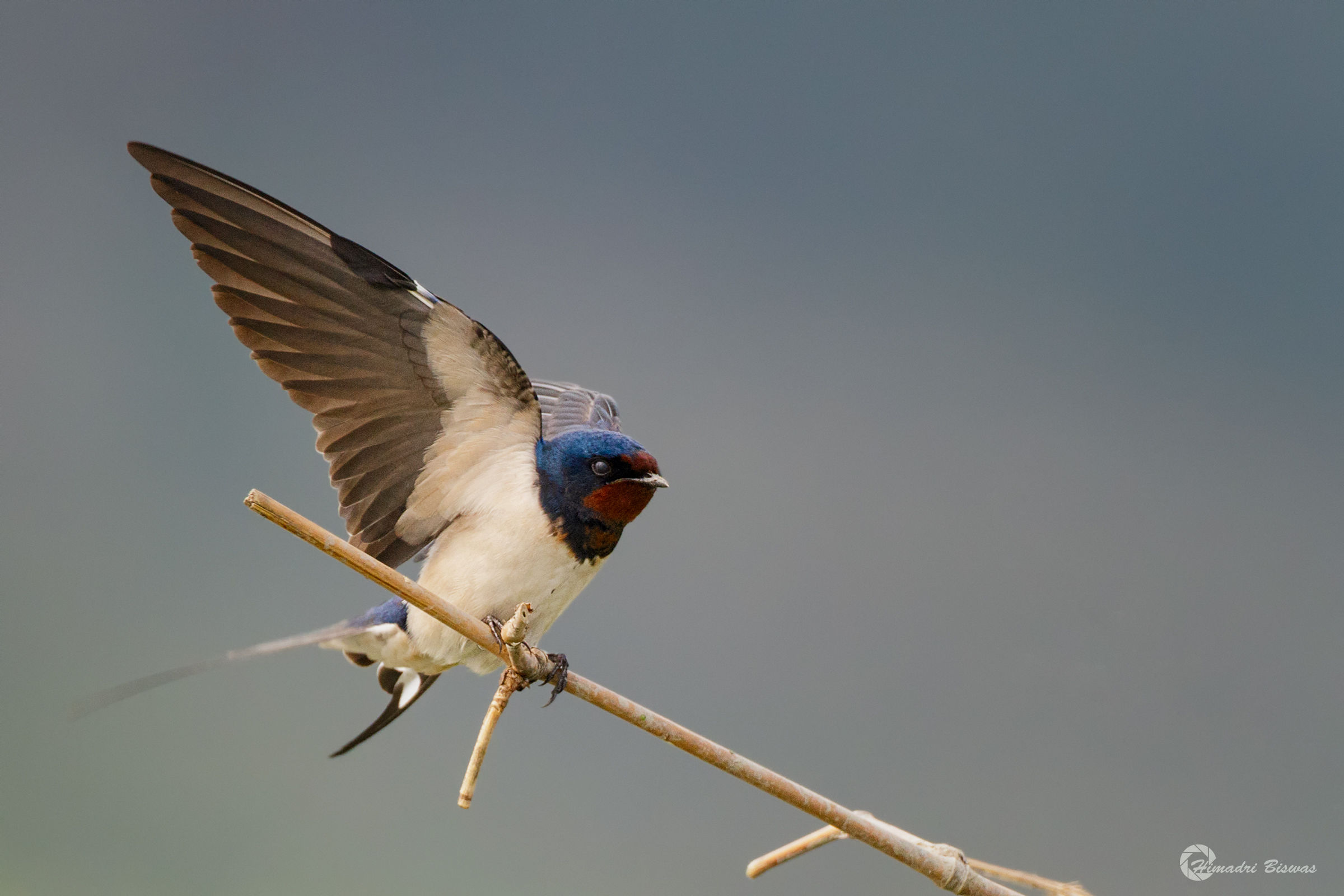 Barn Swallow
