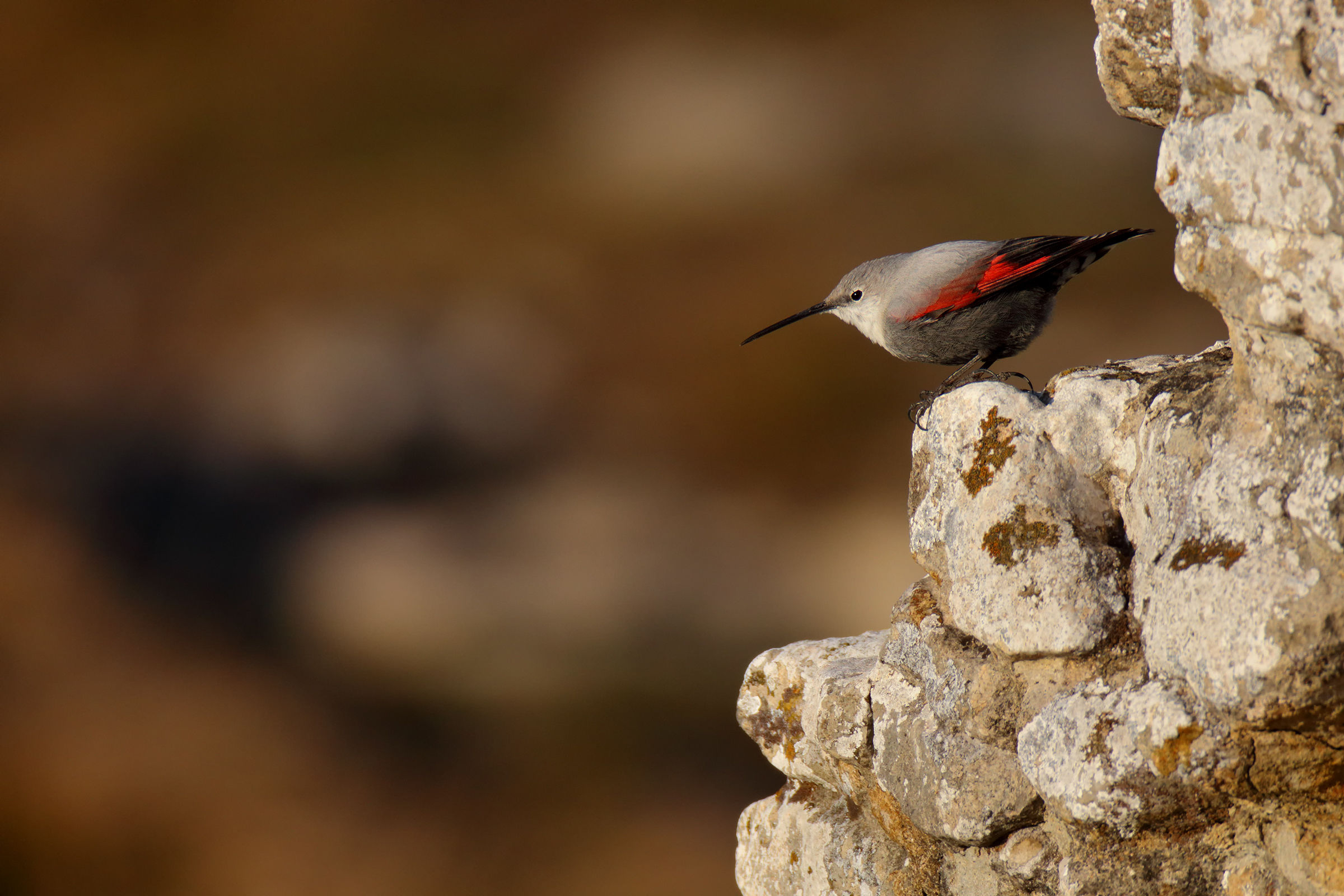 Wallcreeper