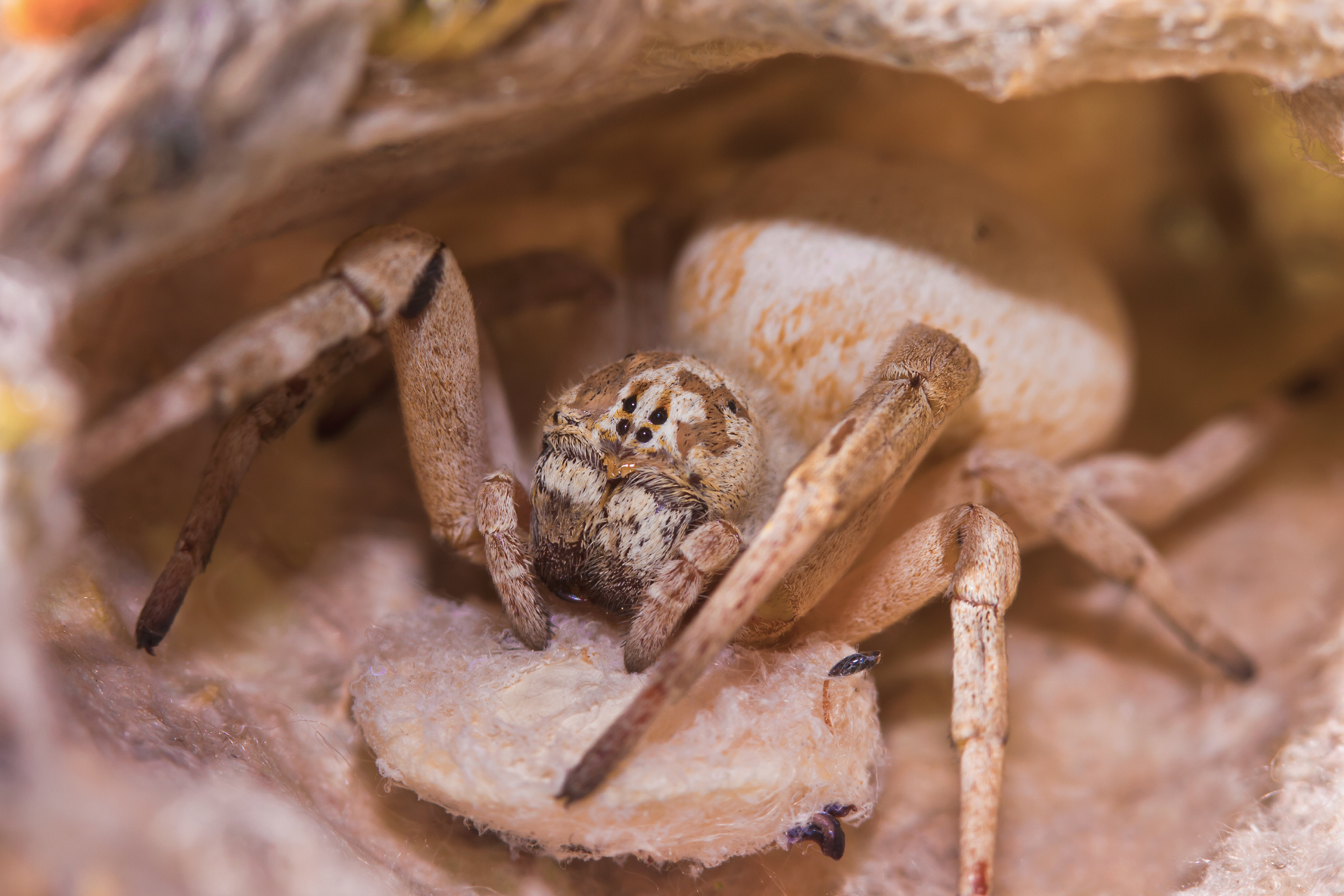 Pacific Velvet Spider & Eggs
